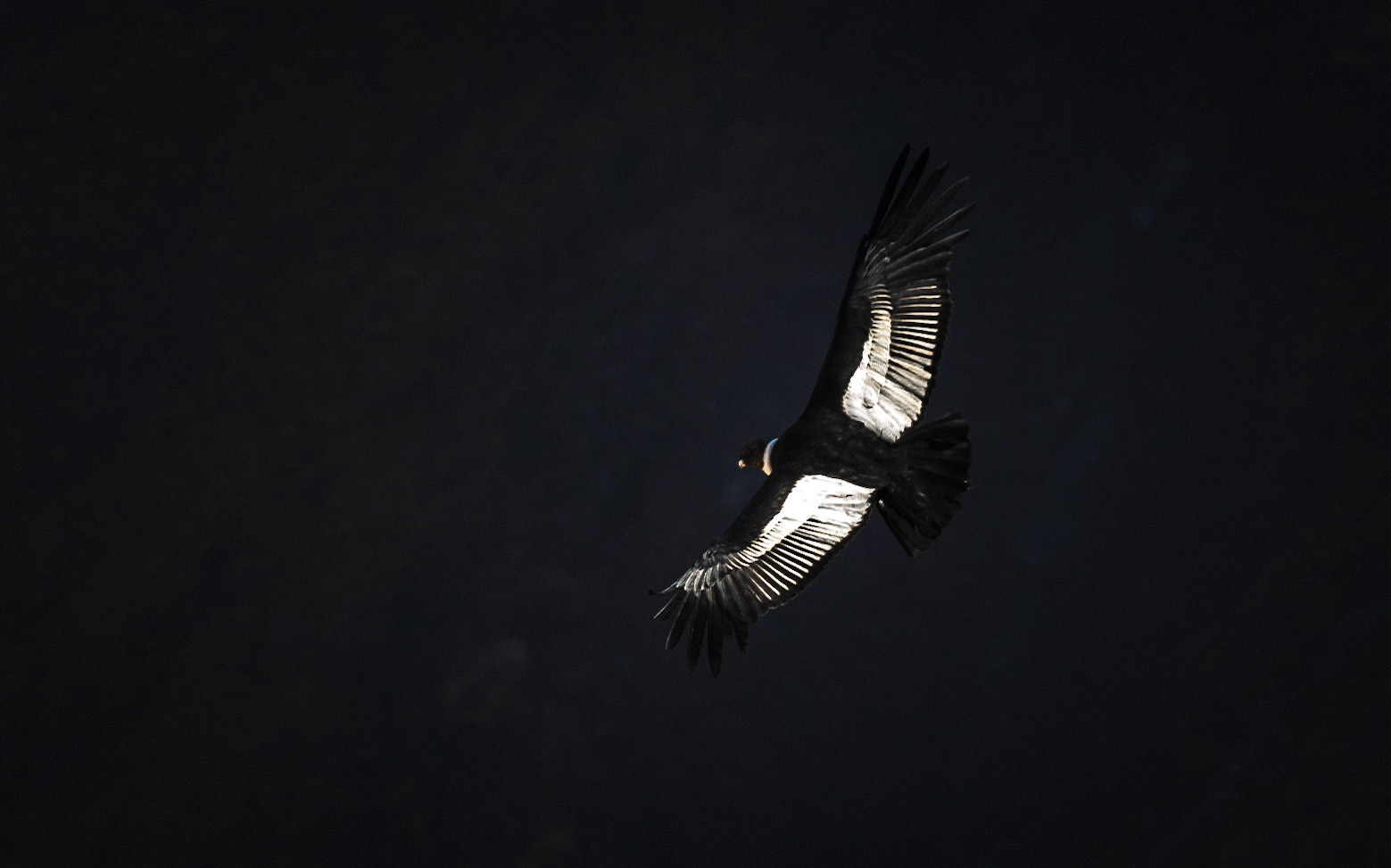 Andean condor (Vultur gryphus)