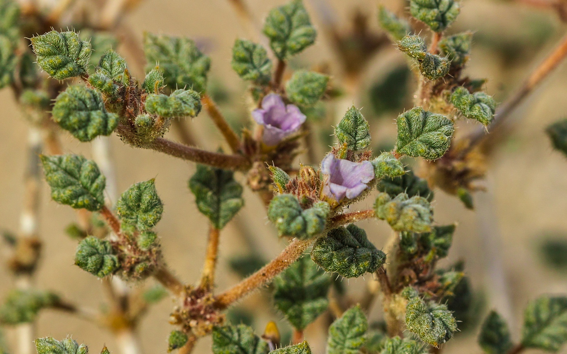 Palmer's Crinklemat (Tiquilia palmeri)