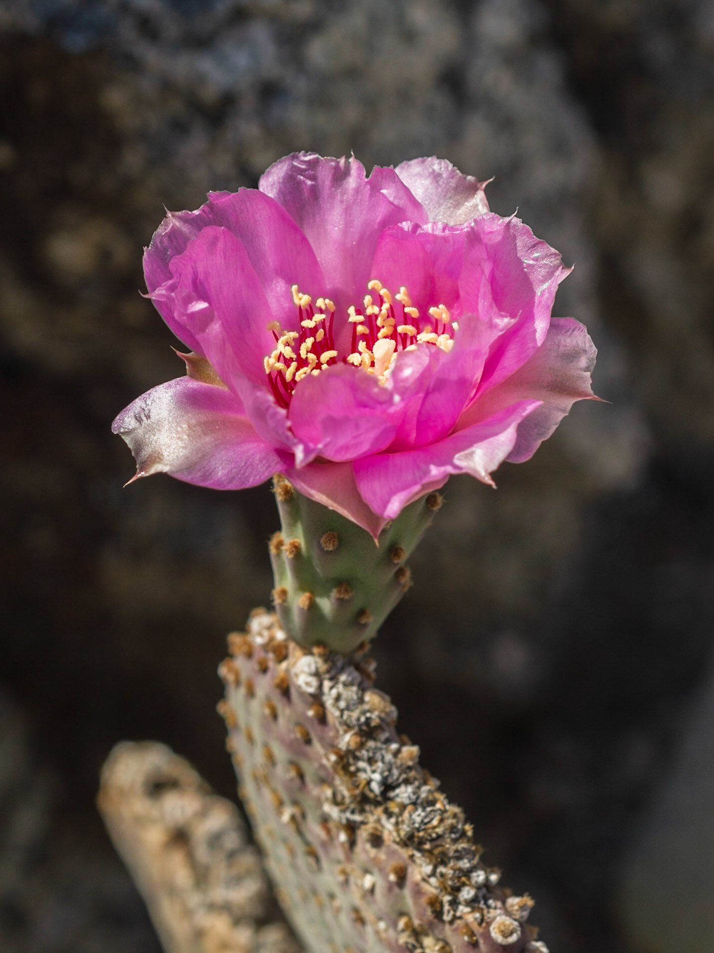 Beavertail Cactus (Opuntia basilaris)