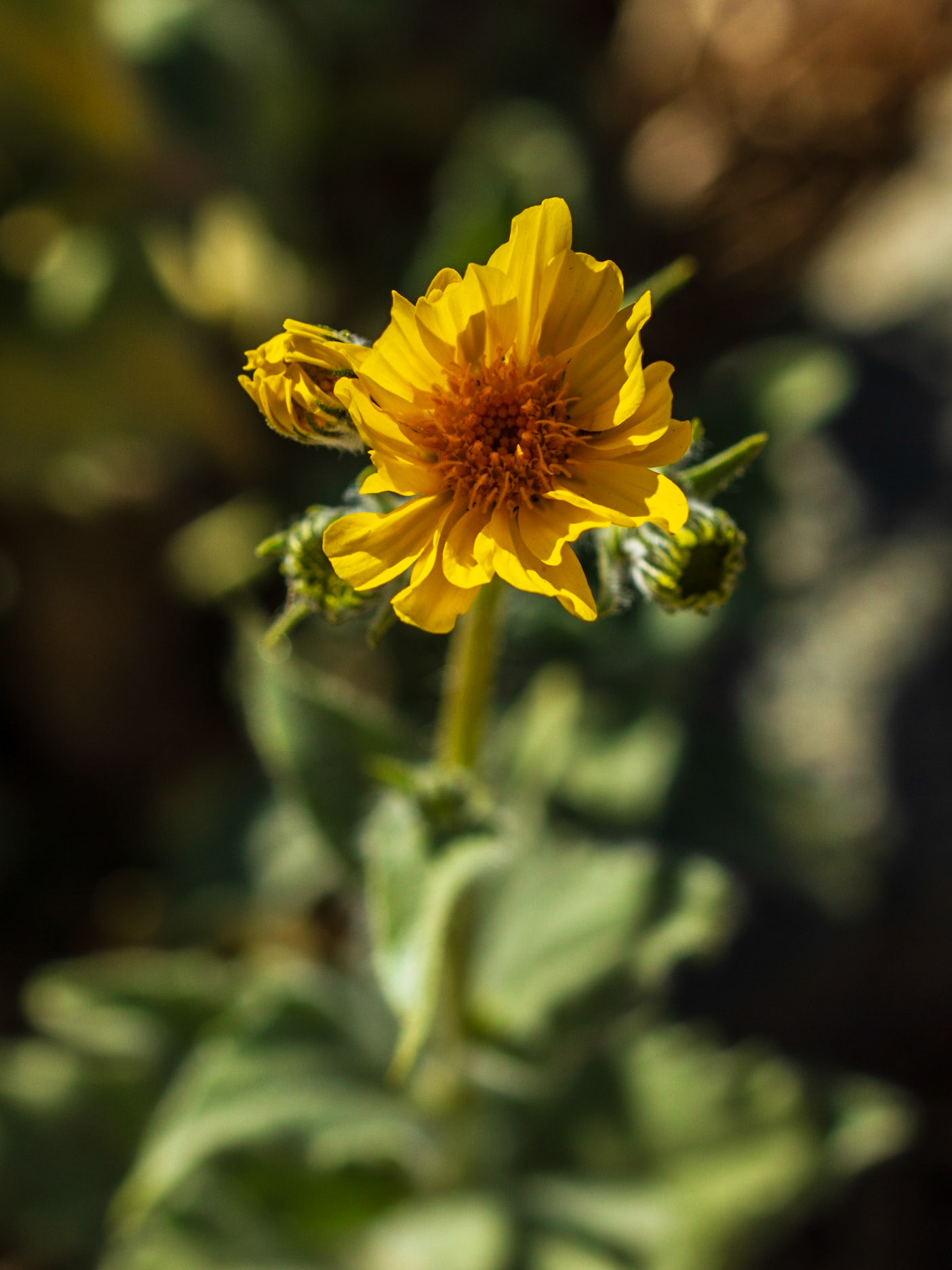 Desert Sunflower (Geraea canescens)
