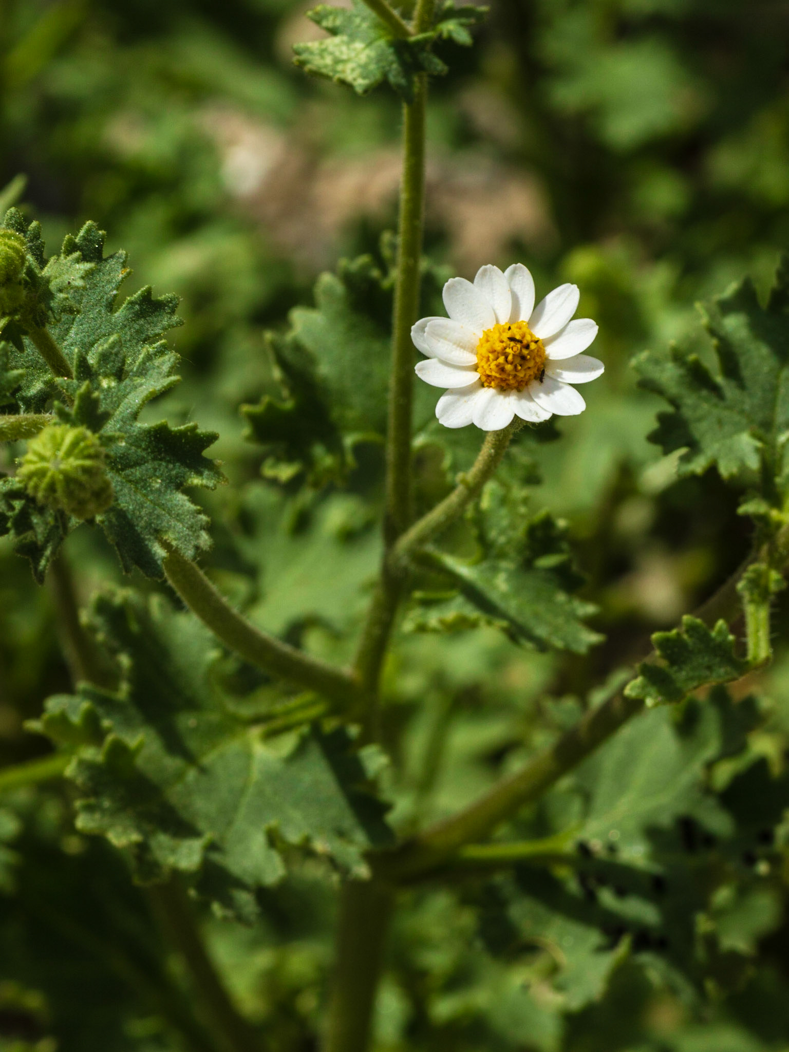 Emory's Rock Daisy (Perityle emoryi)