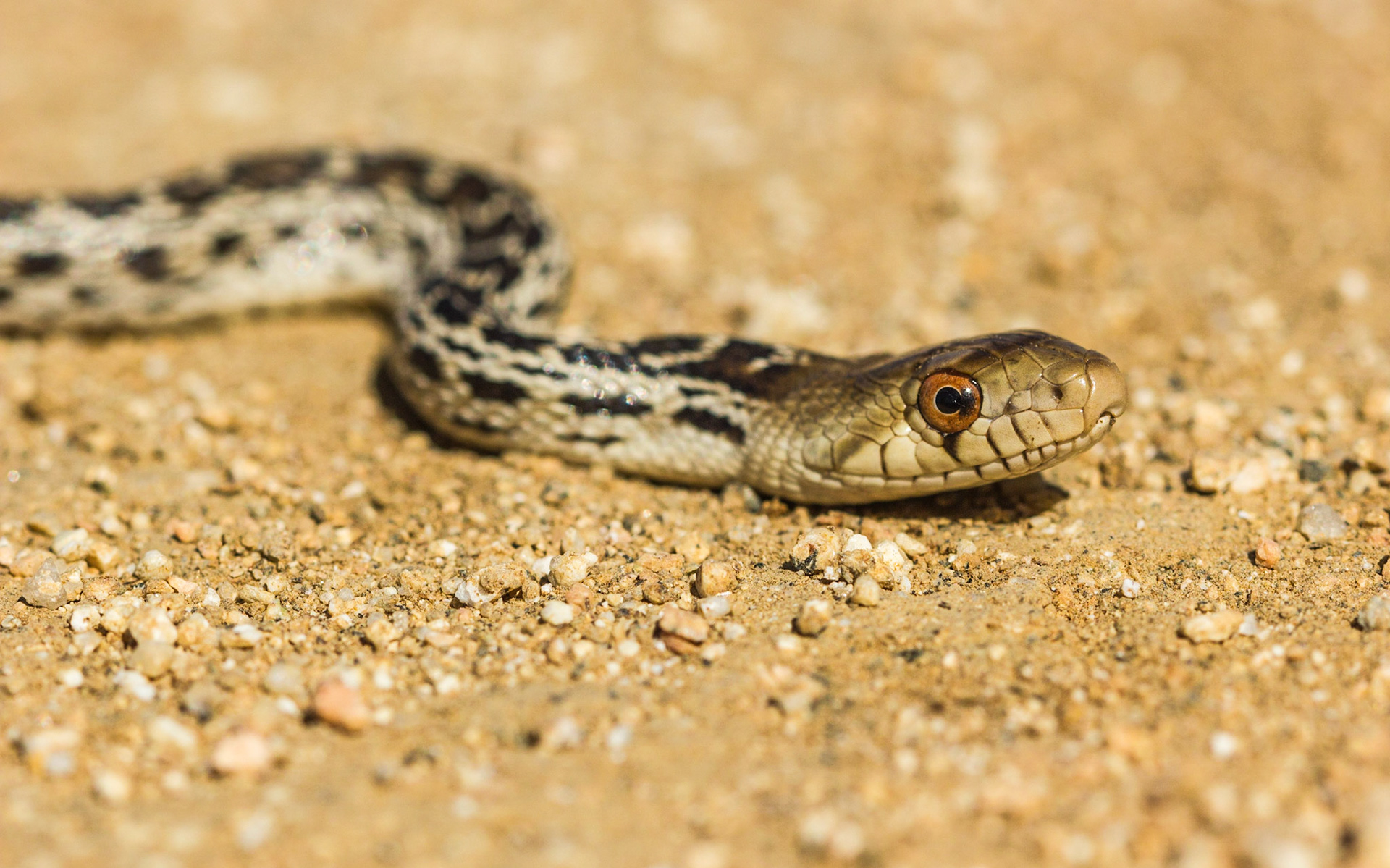Gopher Snake (Pituophis catenifer)