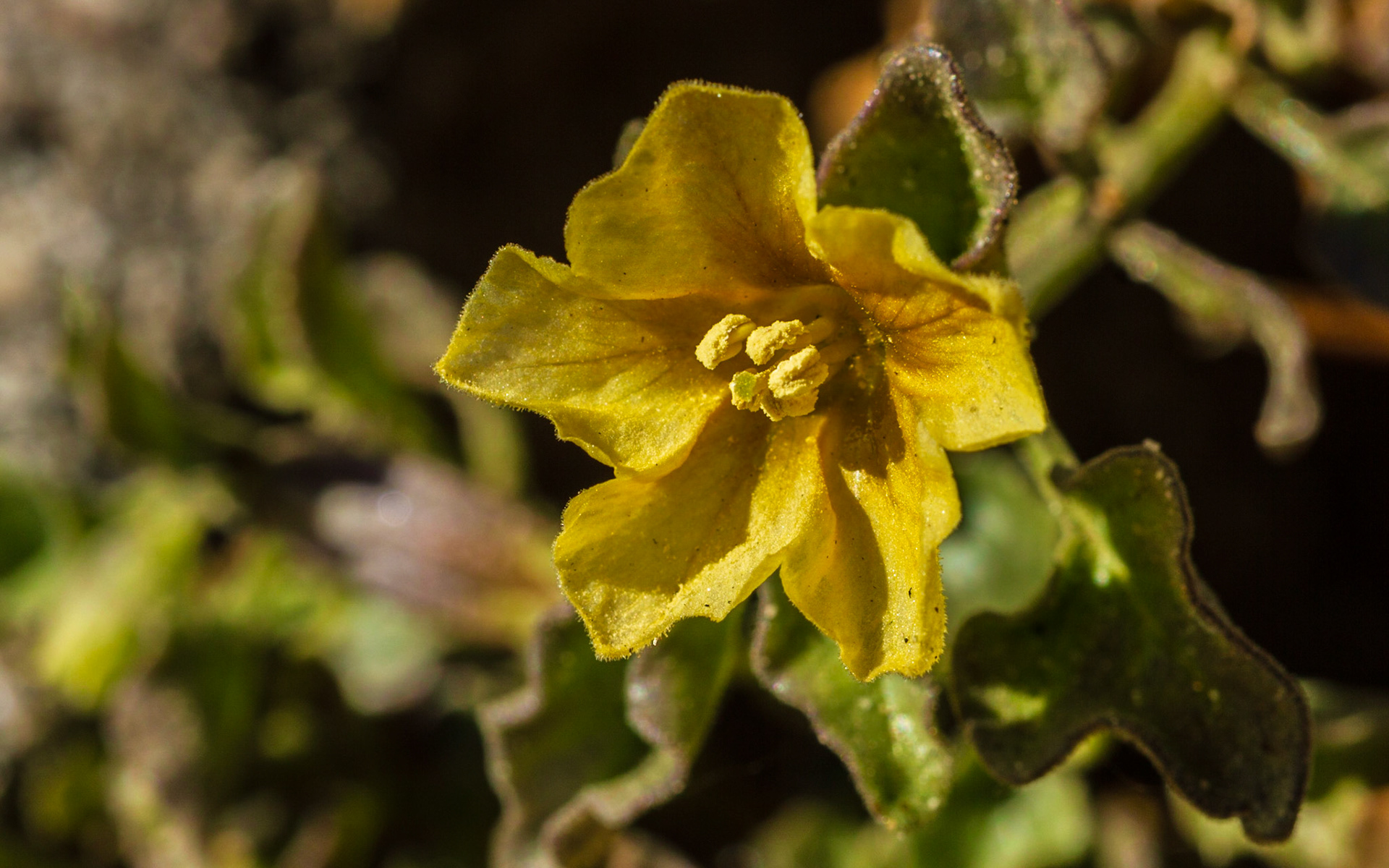Thick-leafed Groundcherry (Physalis crassifolia)