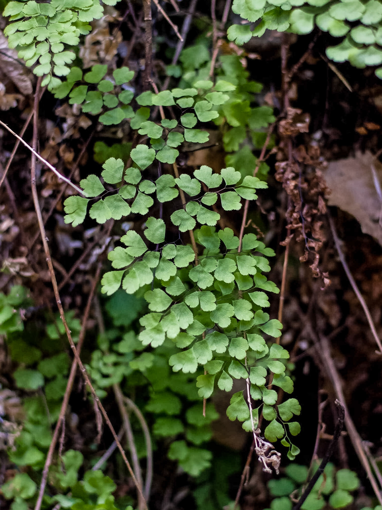 Common Maidenhair Fern (Adiantum capillus-veneris)