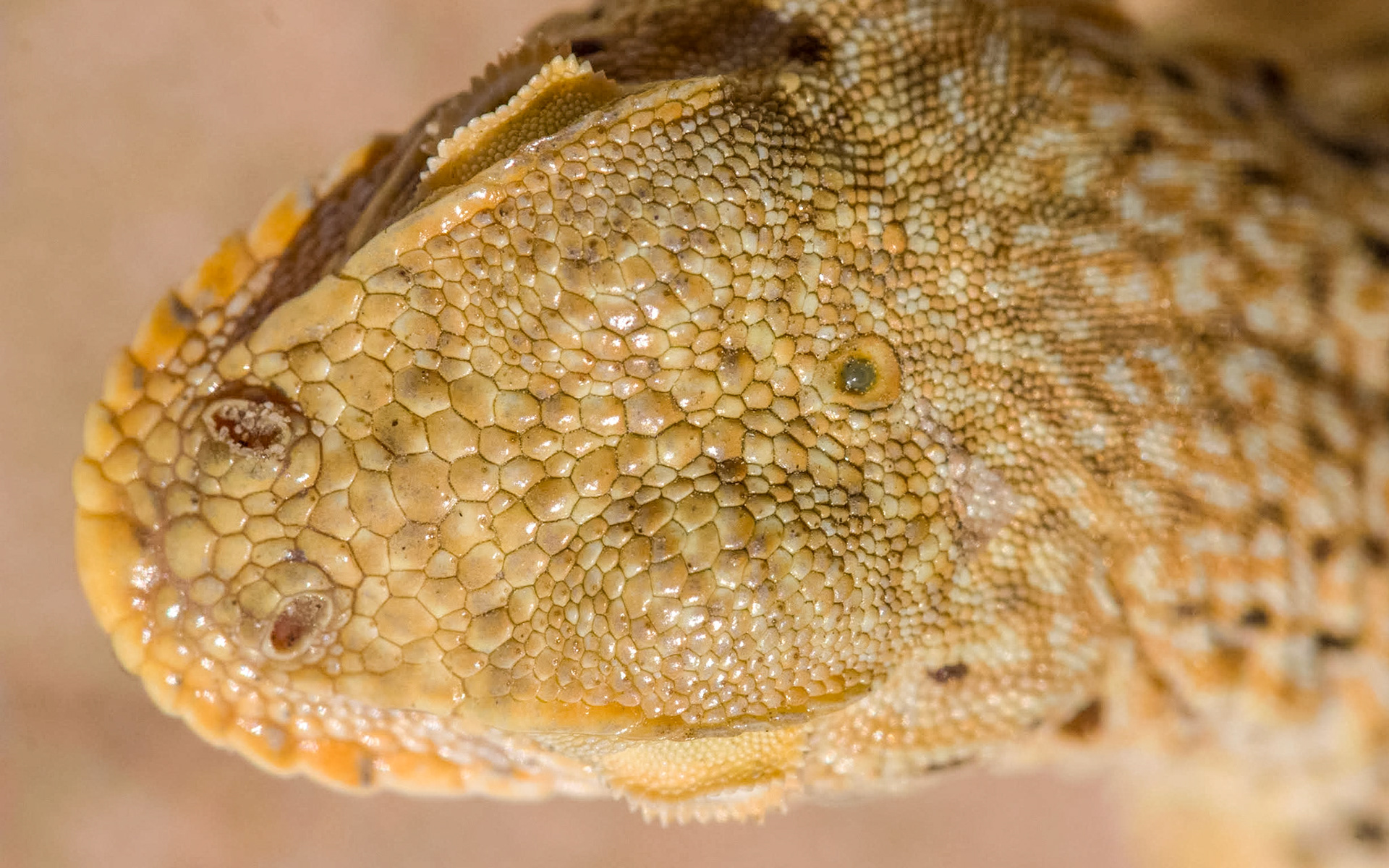 Mojave Fringe-toed Lizard (Uma scoparia)