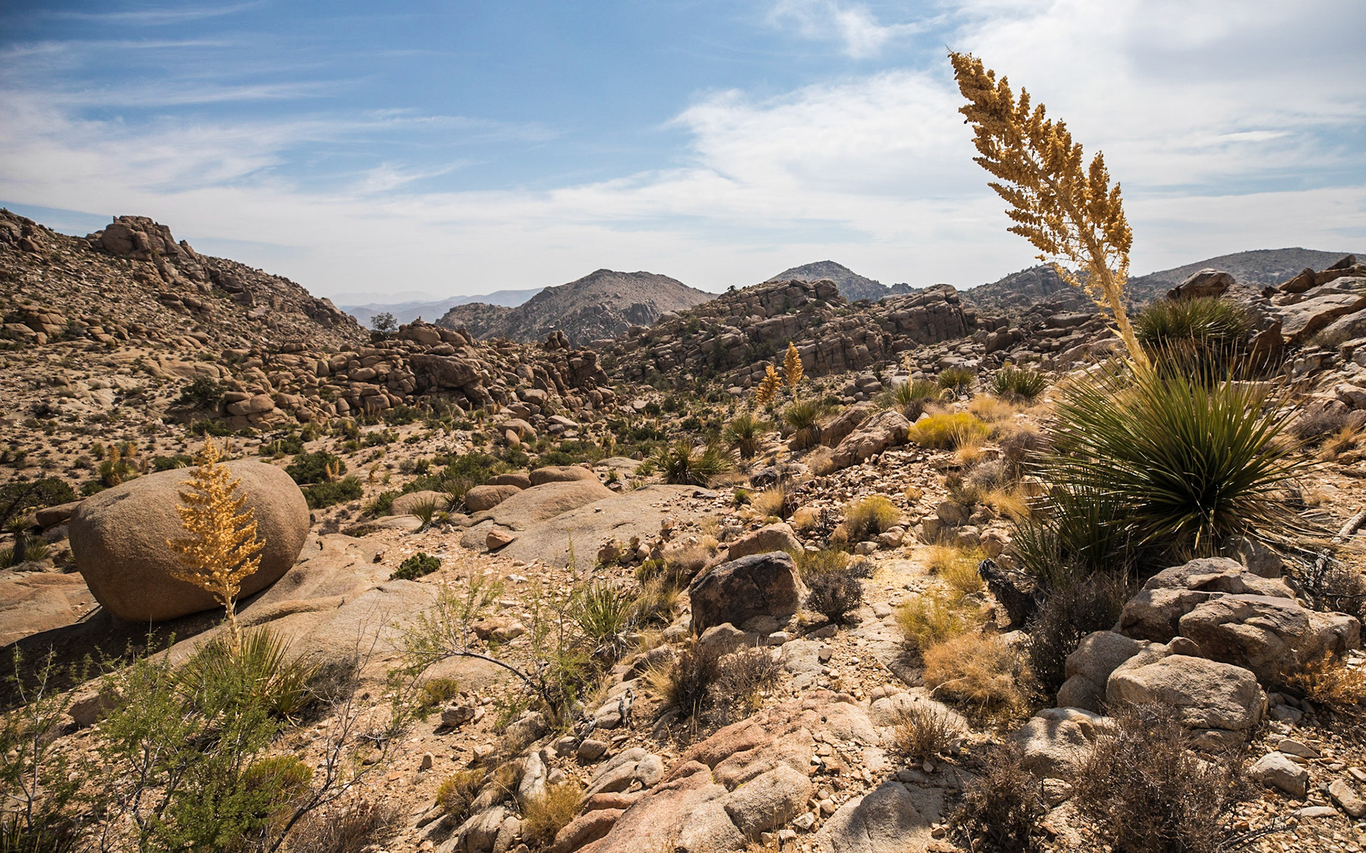 Flowering Nolina Near Pine City