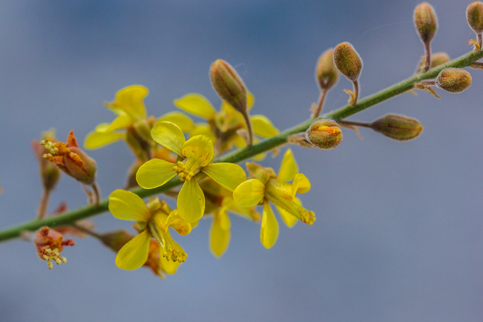 Wand Holdback (Hoffmannseggia microphylla)