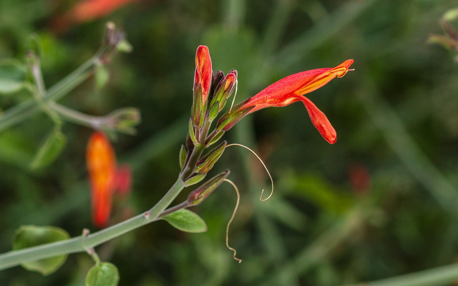Chuparosa (Justicia californica)