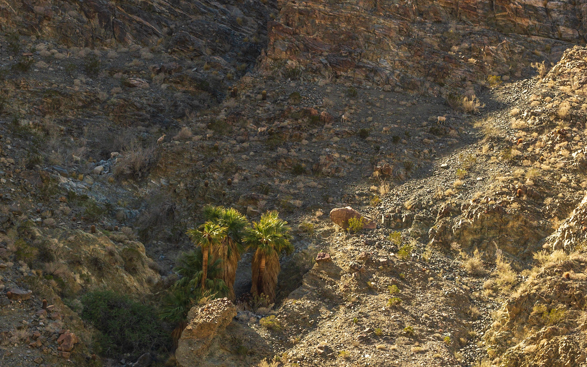 Bighorn Sheep (Ovis canadensis)