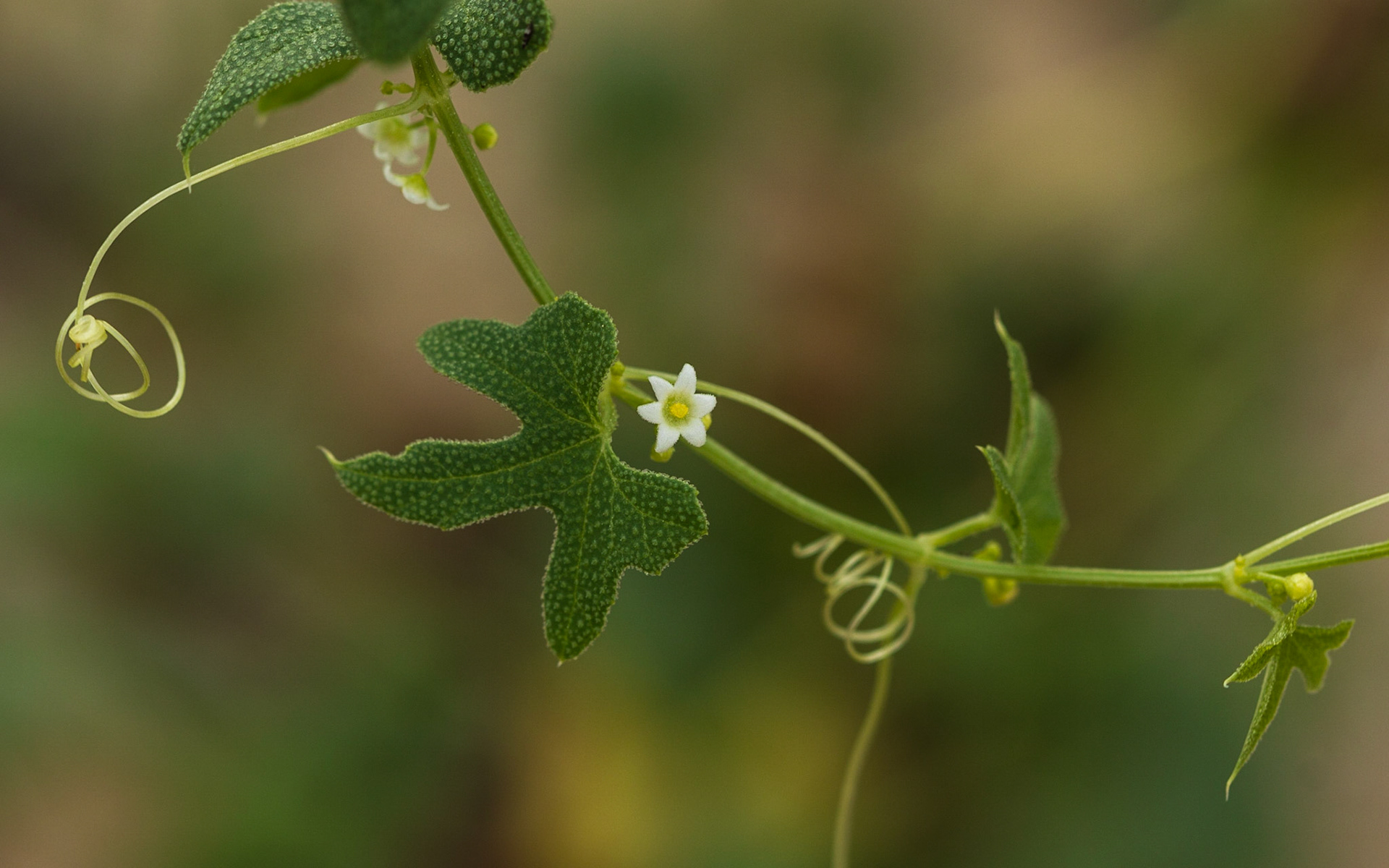 Desert Starvine (Brandegea bigelovii)