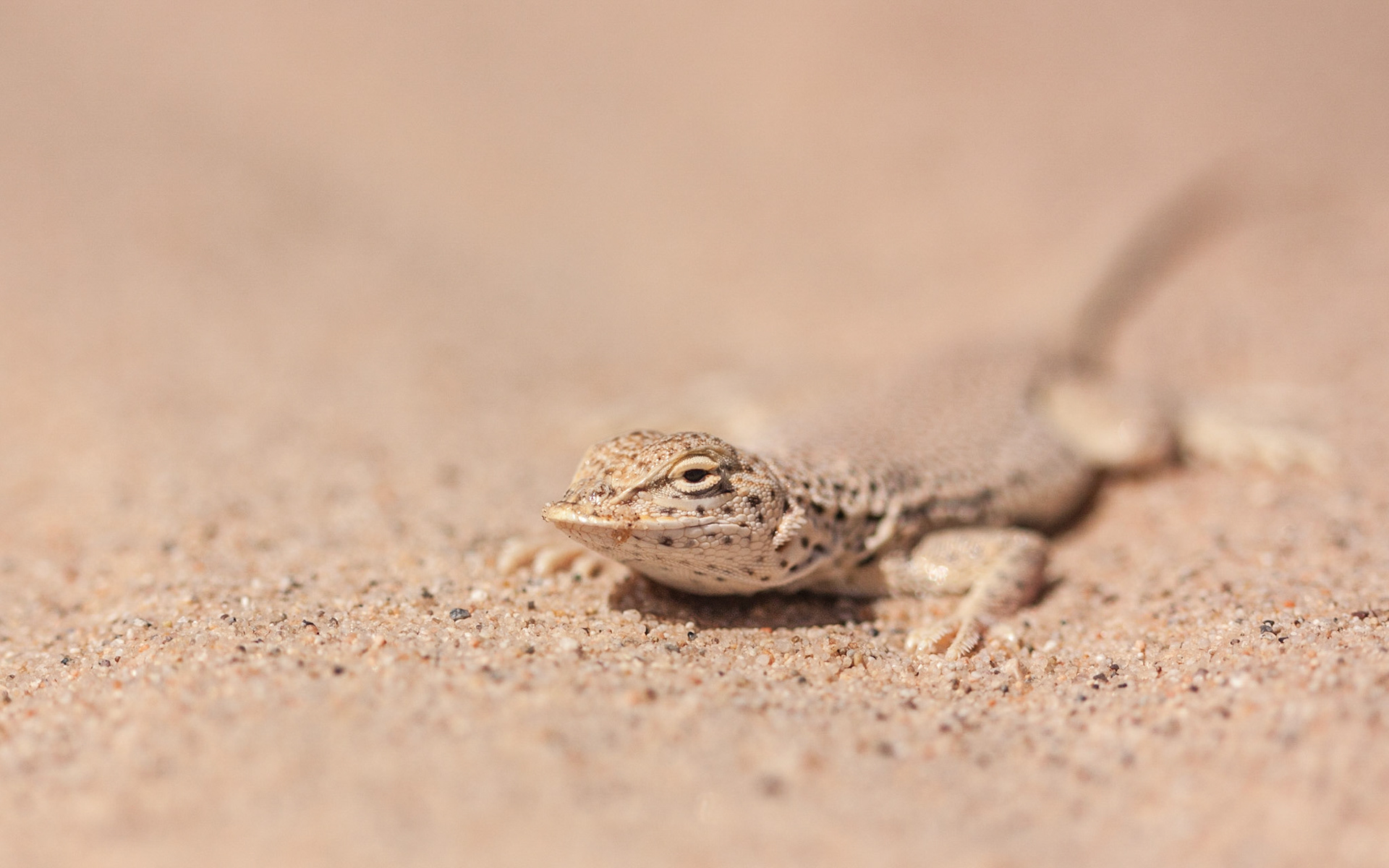 Mojave Fringe-toed Lizard (Uma scoparia)