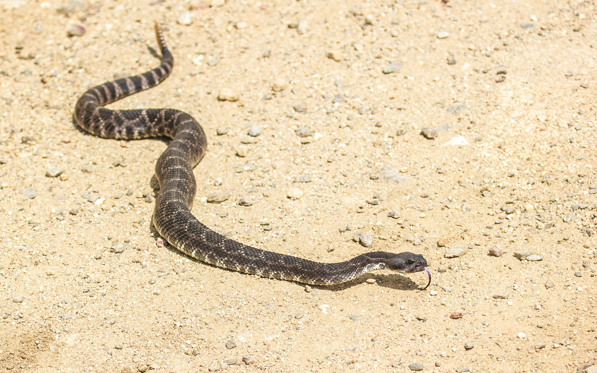 Southern Pacific Rattlesnake (Crotalus oreganus helleri)