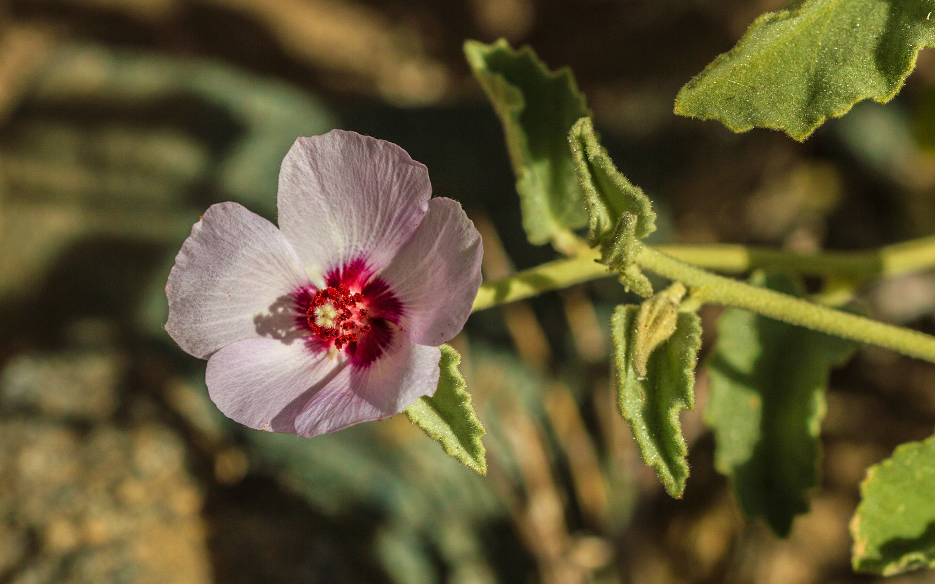 Desert Hibiscus (Hibiscus denudatus)