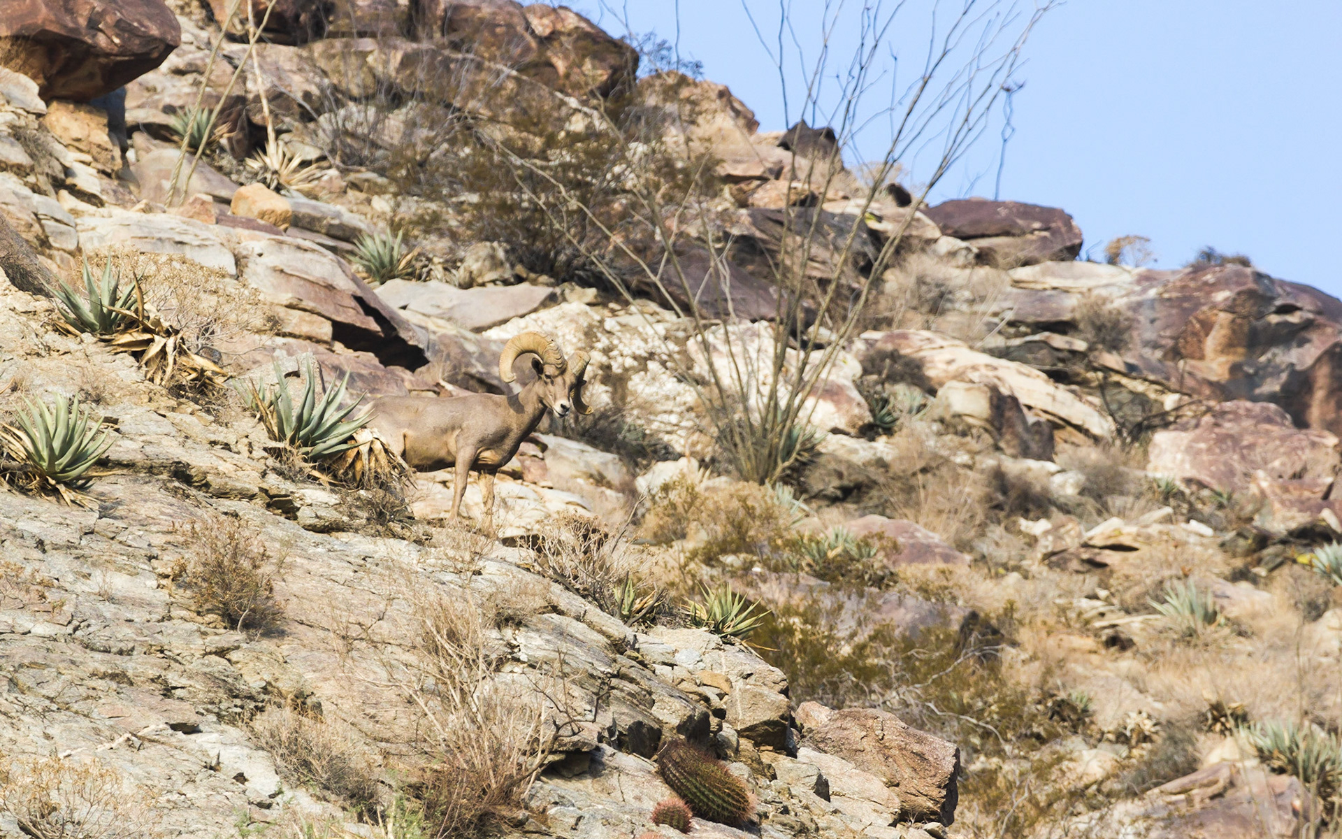 Bighorn Sheep (Ovis canadensis)