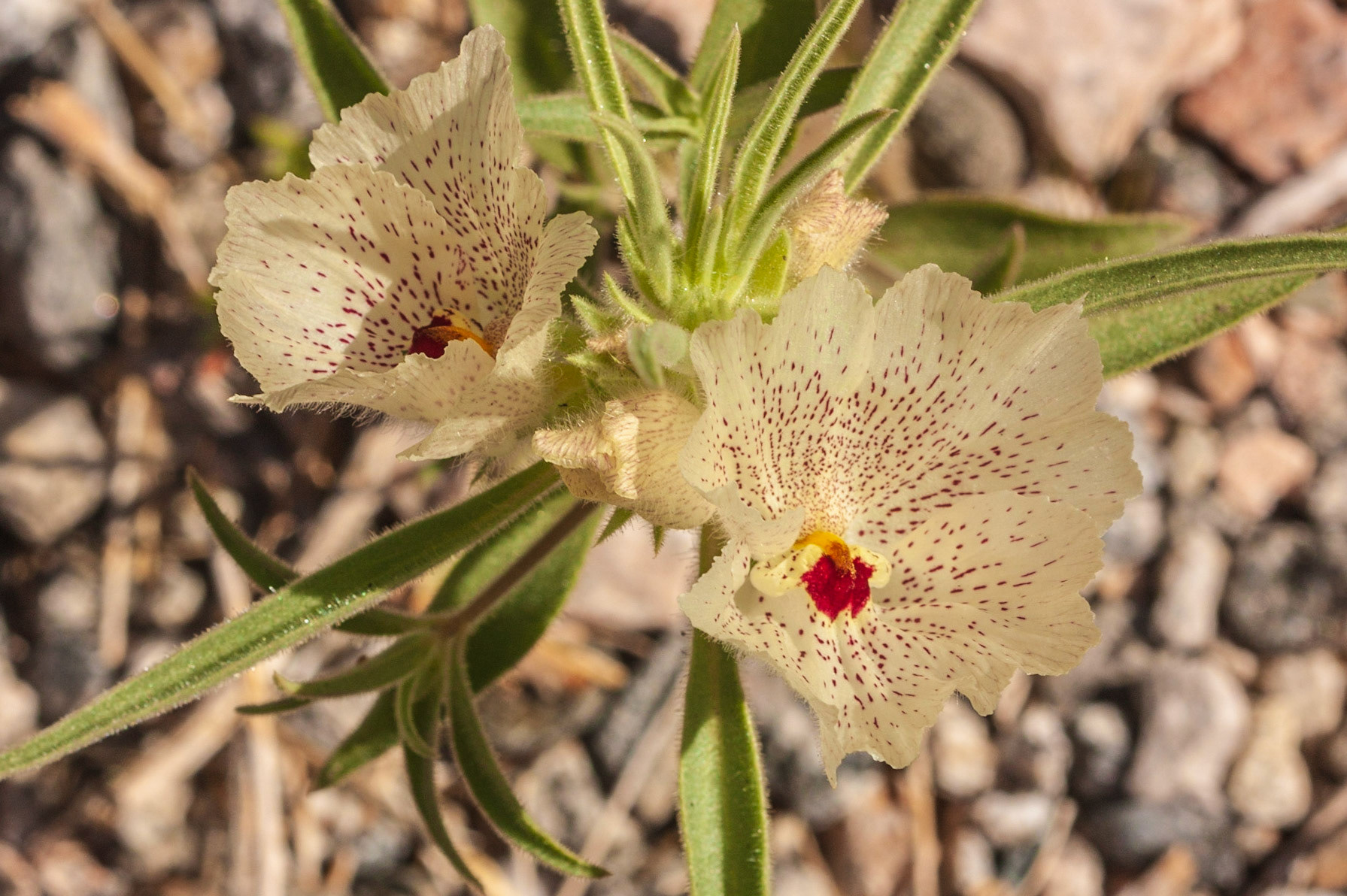 Ghost Flower (Mohavea confertiflora)