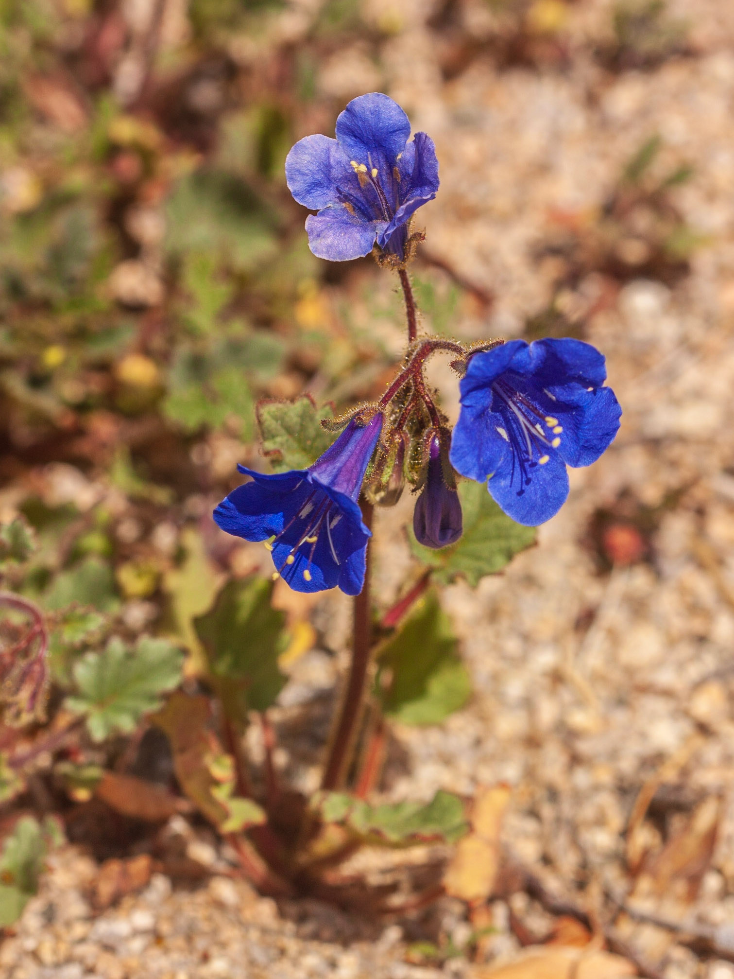 Desert Canterbury Bells (Phacelia campanularia)