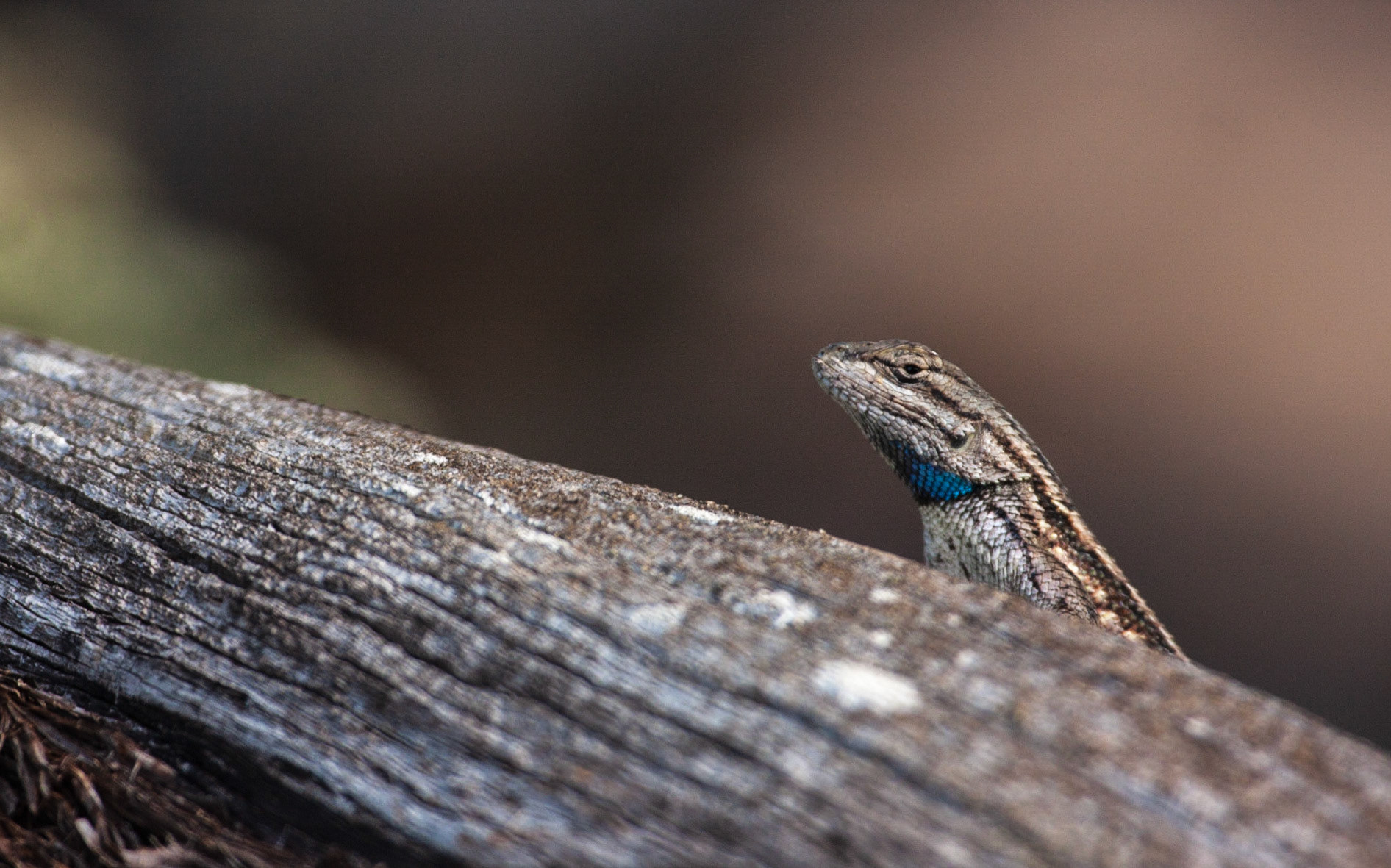 Plateau Fence Lizard (Sceloporus tristichus)