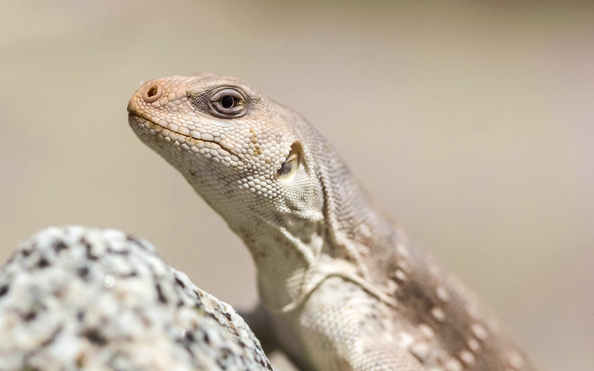 Desert Iguana (Dipsosaurus dorsalis)