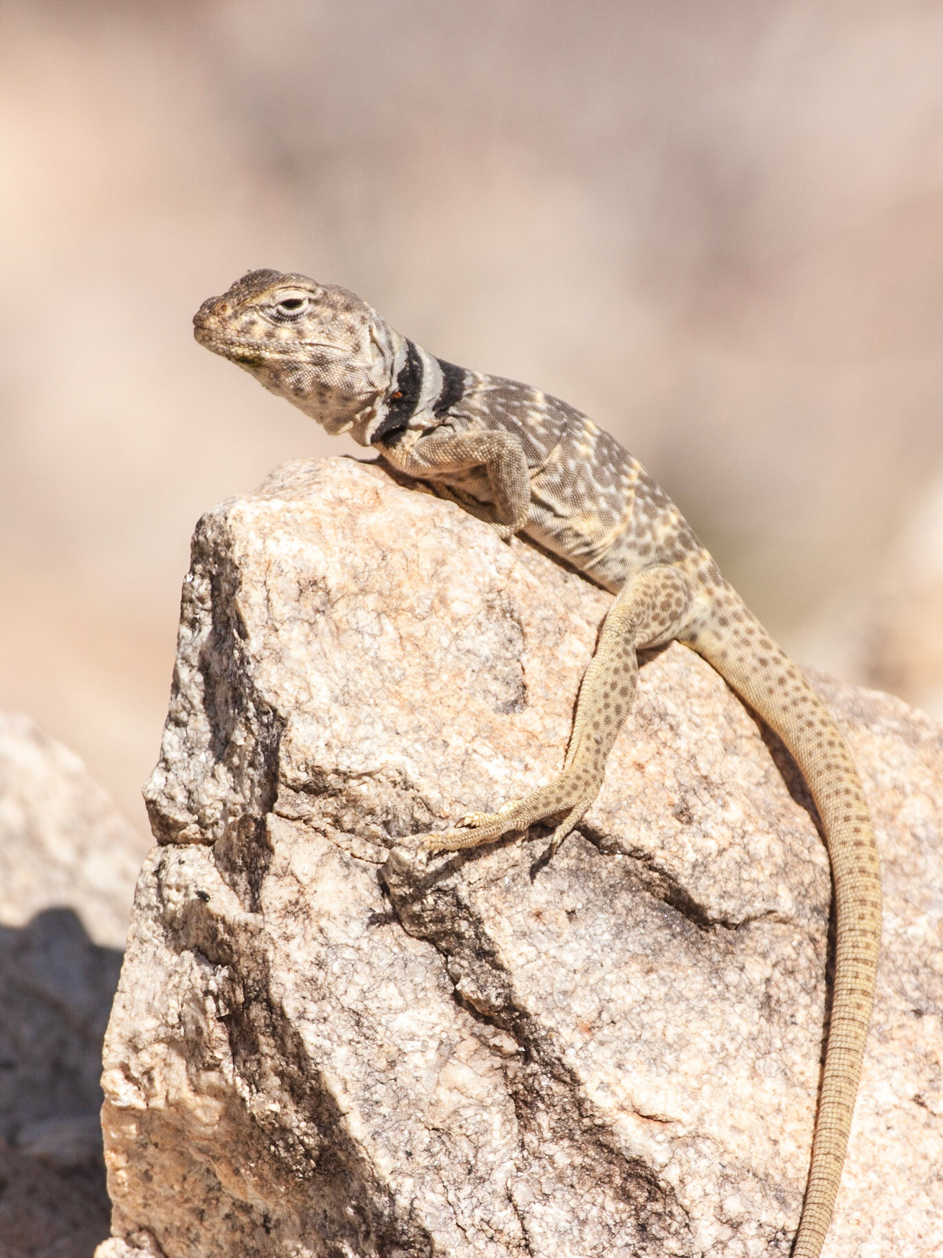 Great Basin Collared Lizard (Crotaphytus bicinctores)