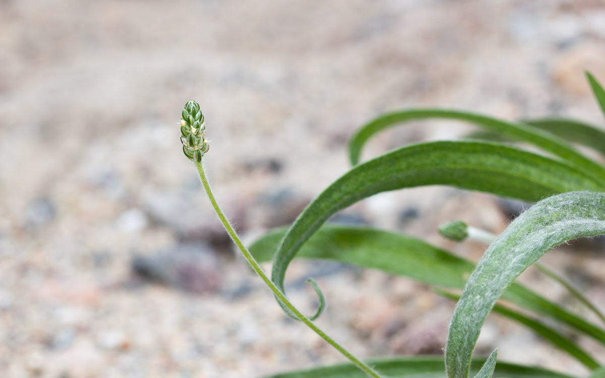 Woolly Plantain (Plantago insularis)