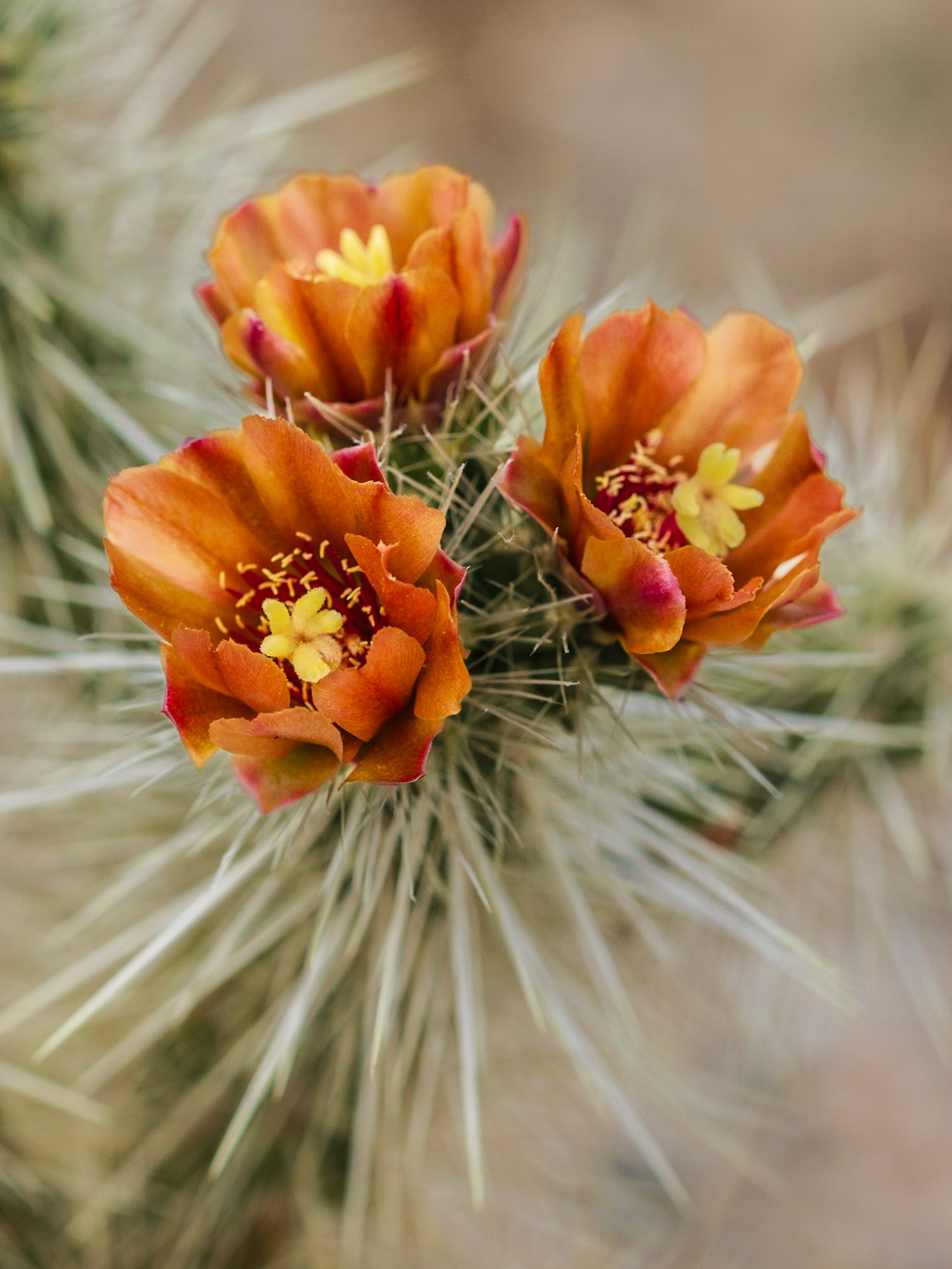Chuckwalla Cholla (Cylindropuntia chuckwallensis)