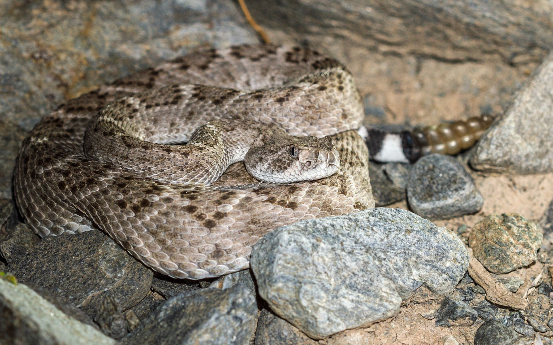 Western Diamond-backed Rattlesnake (Crotalus atrox)