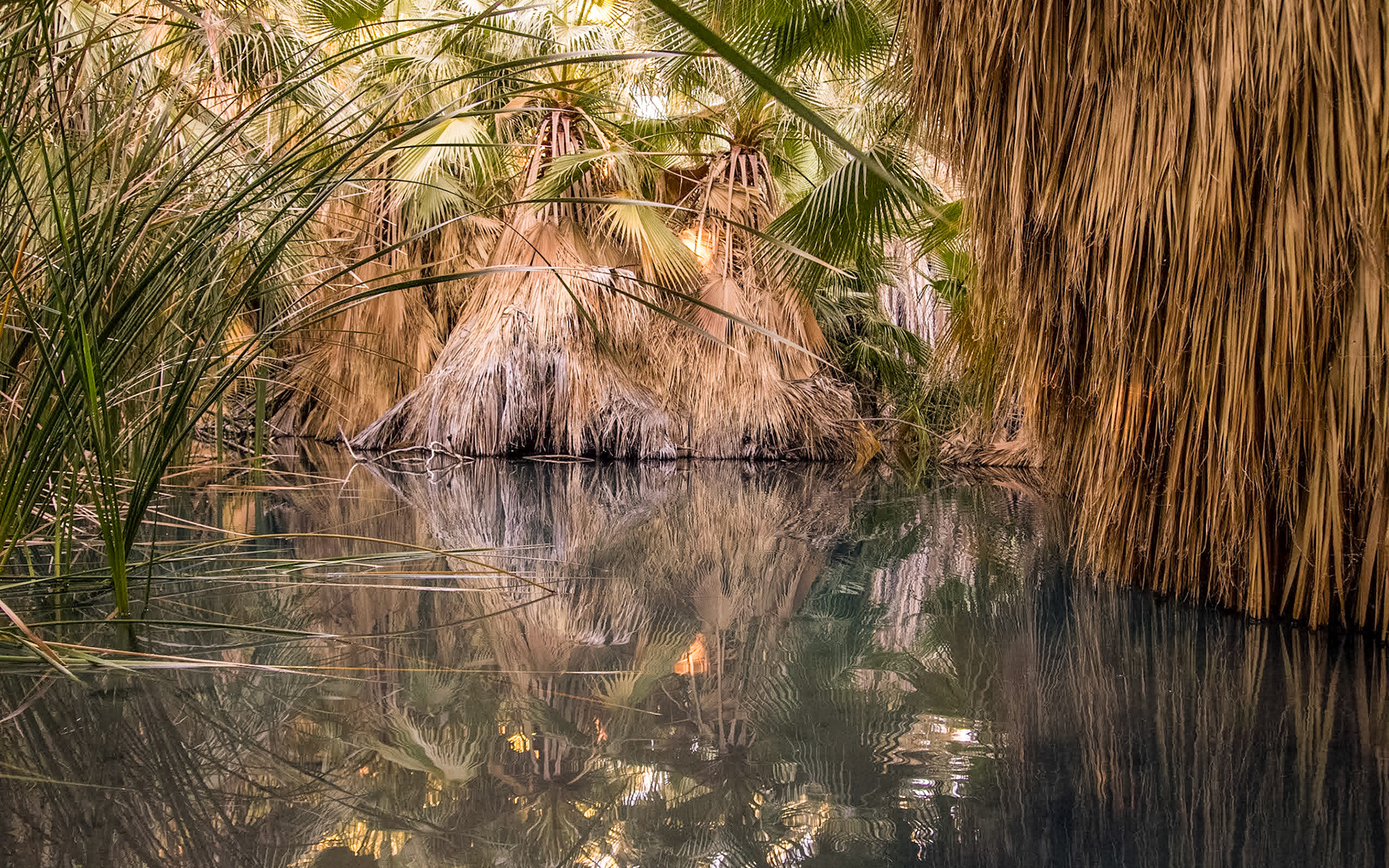 California Fan Palm (Washingtonia filifera)
