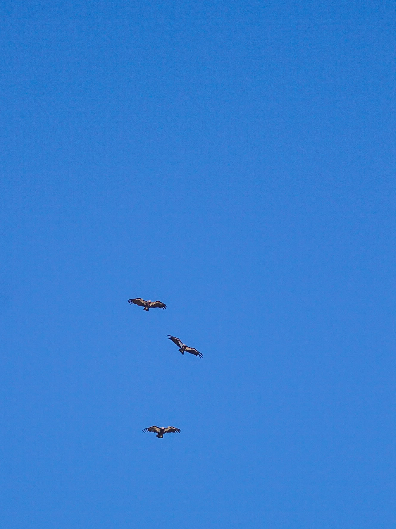 California Condor (Gymnogyps californianus)