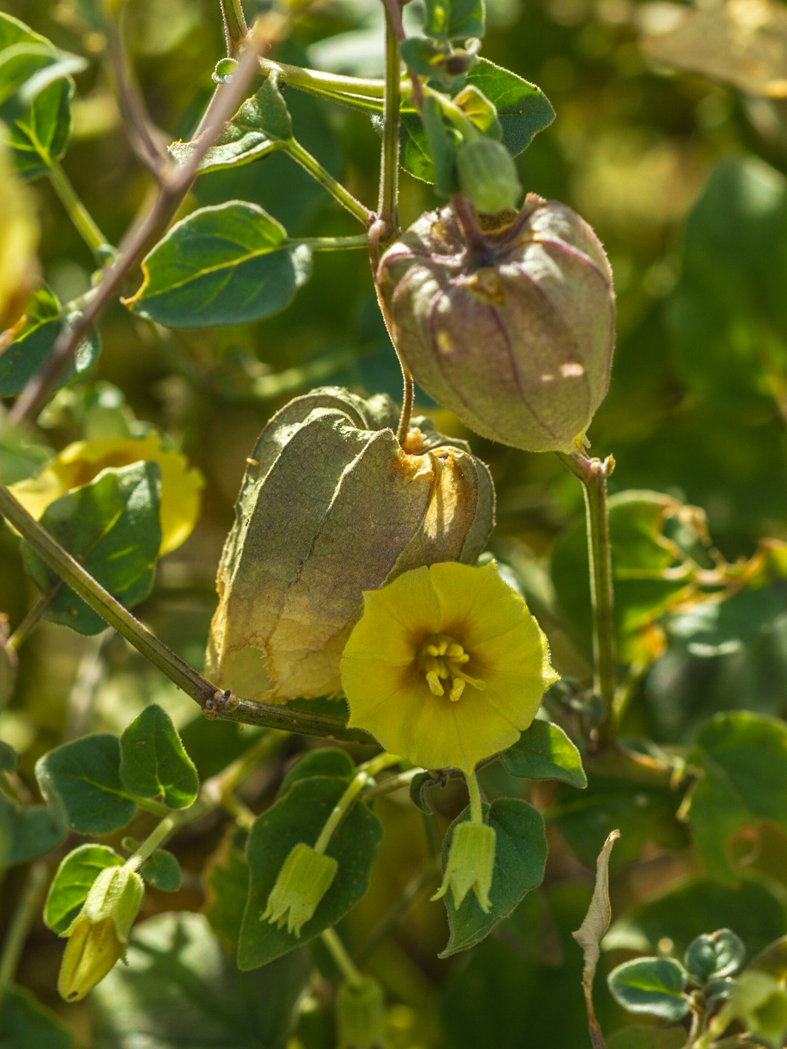 Thick-leafed Groundcherry (Physalis crassifolia)