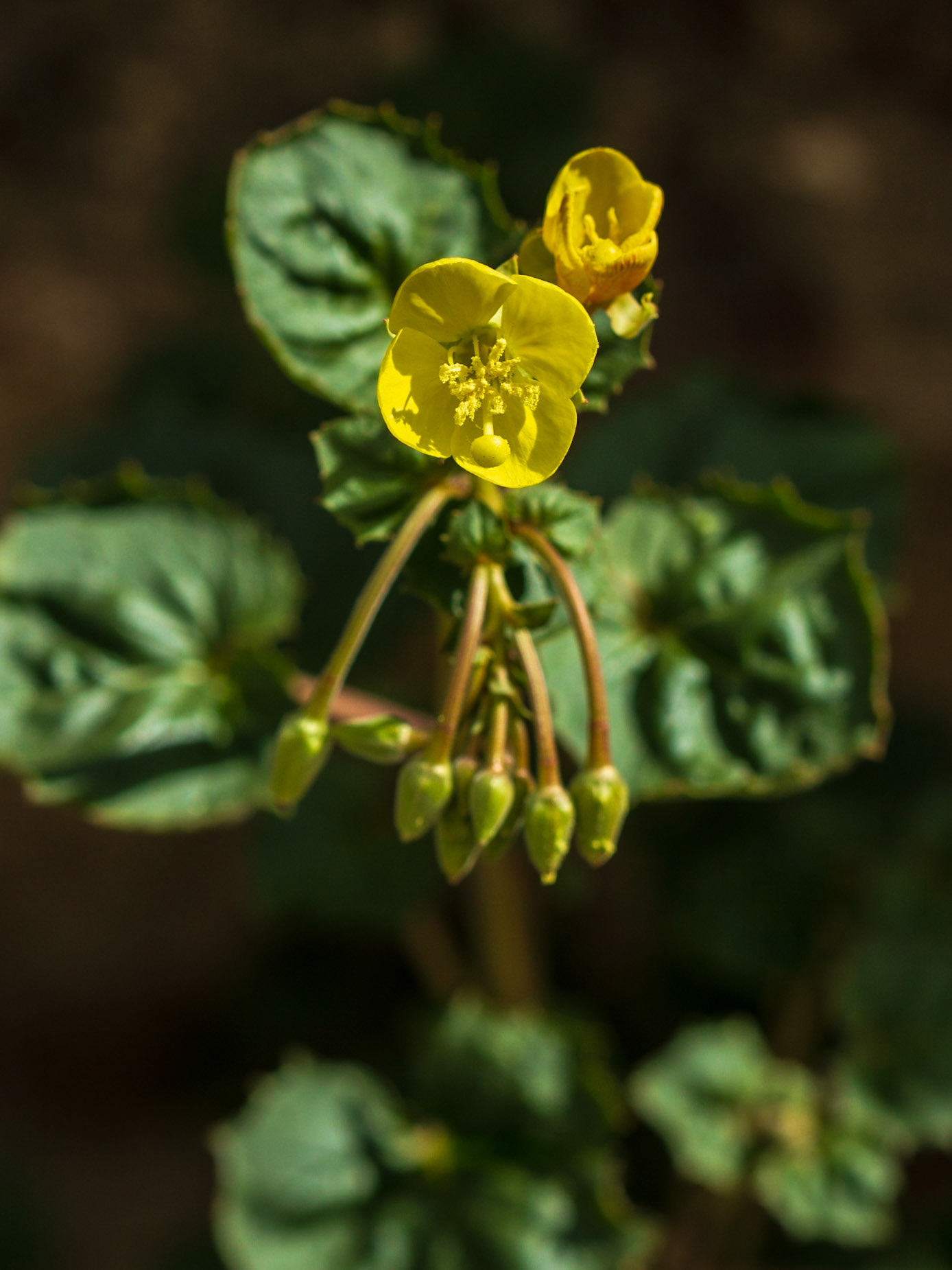 Yellow Cups (Camissonia brevipes)