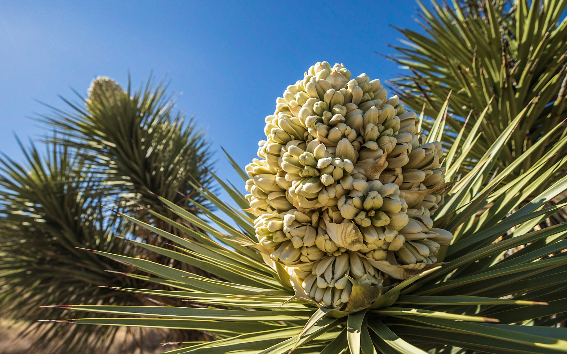 Joshua Tree Flowers near Long Canyon