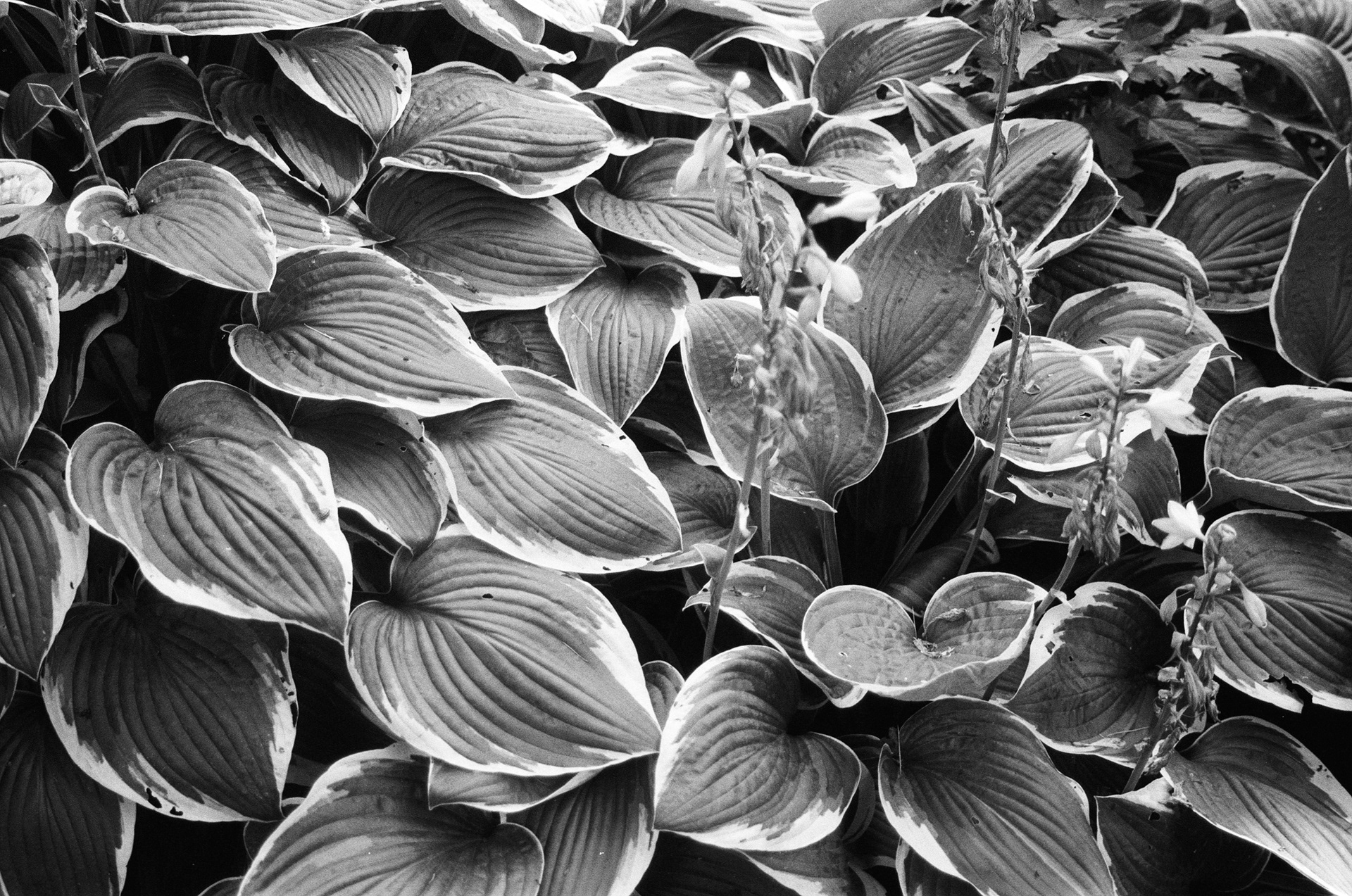 Tartu (Estonie) © Astrid Karoual