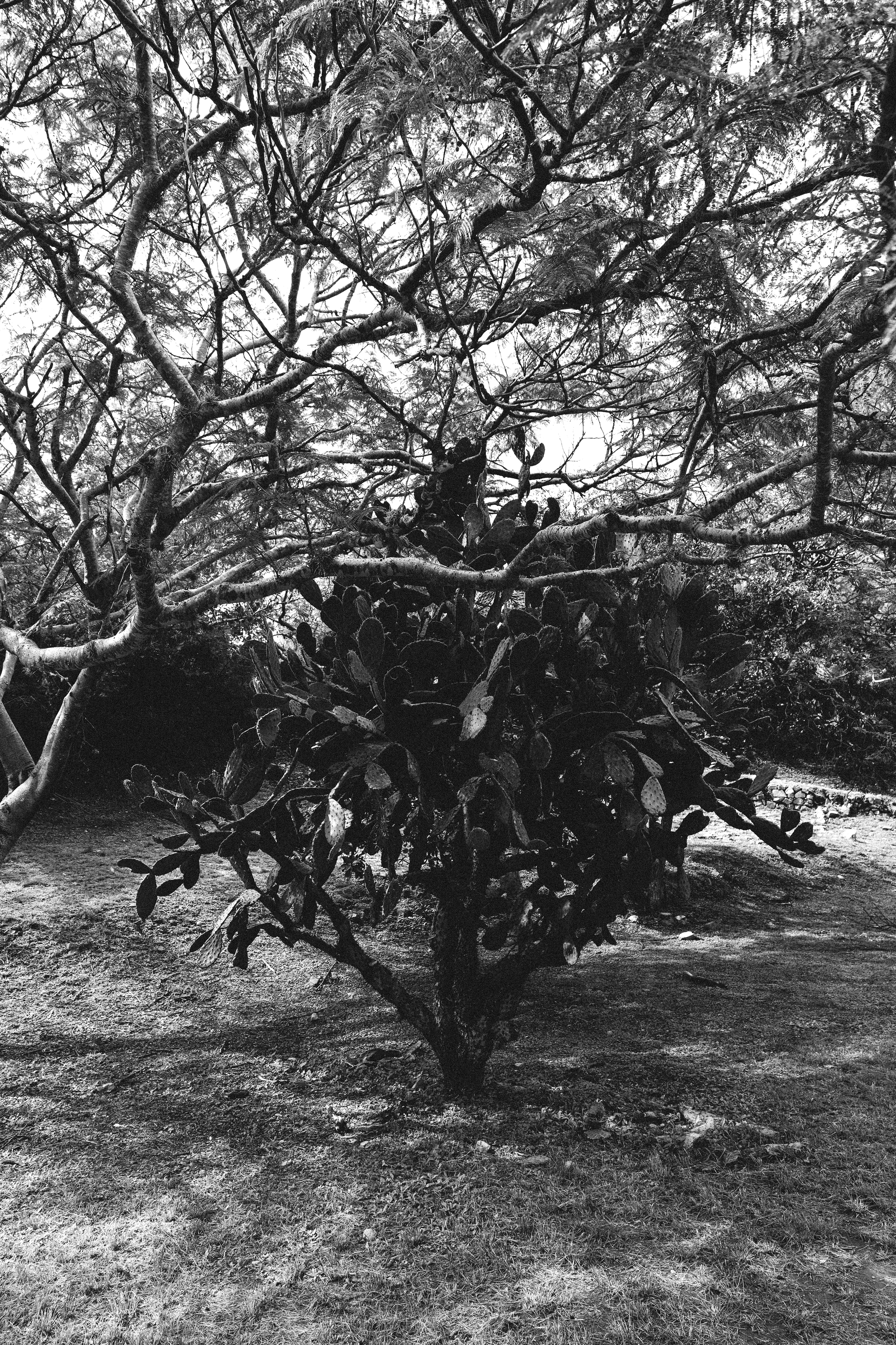 Monte Alban (Mexique) © Astrid Karoual