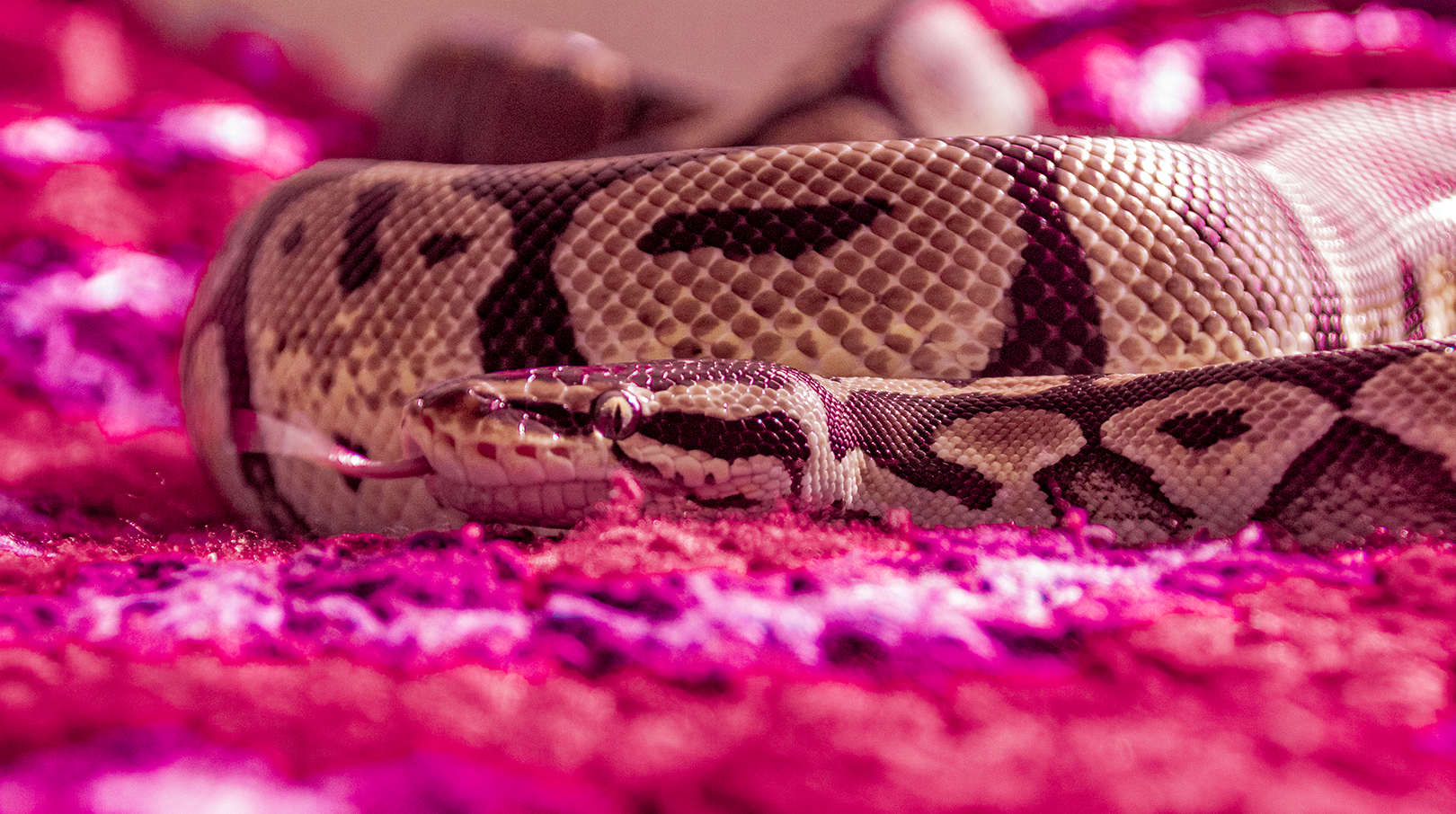 Magenta