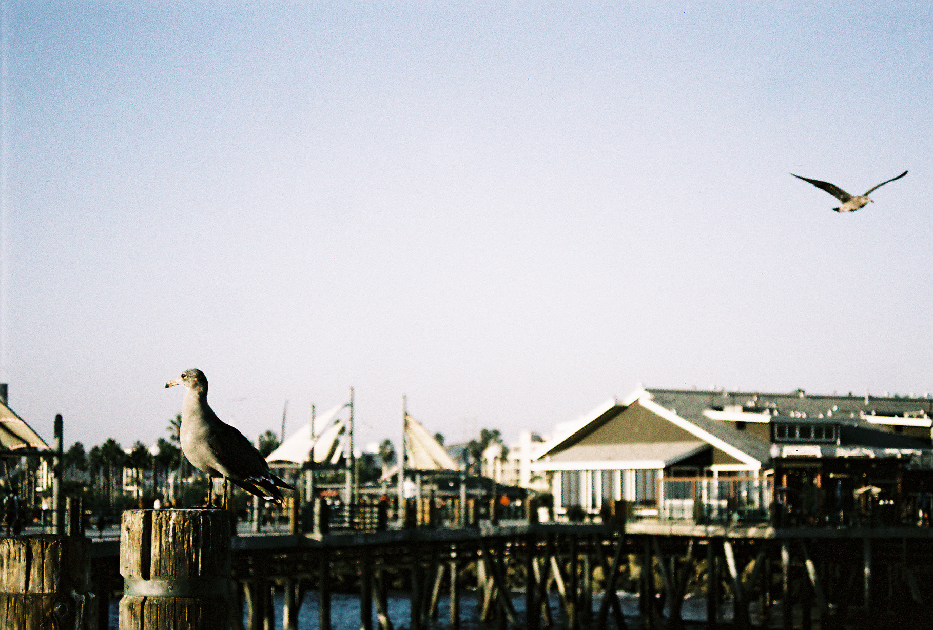 Gulls on LomoChrome Metropolis