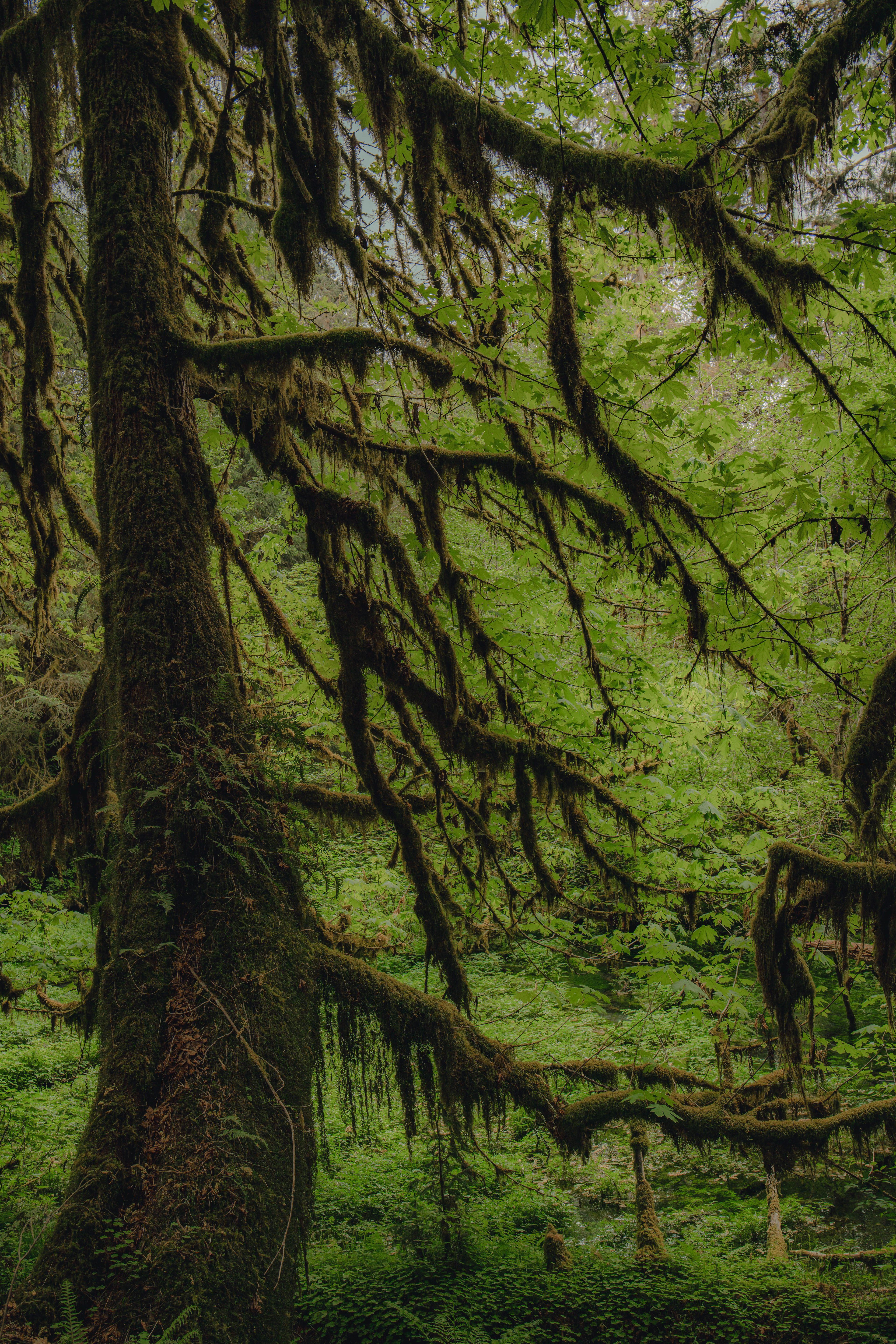 Hall of Mosses Trail