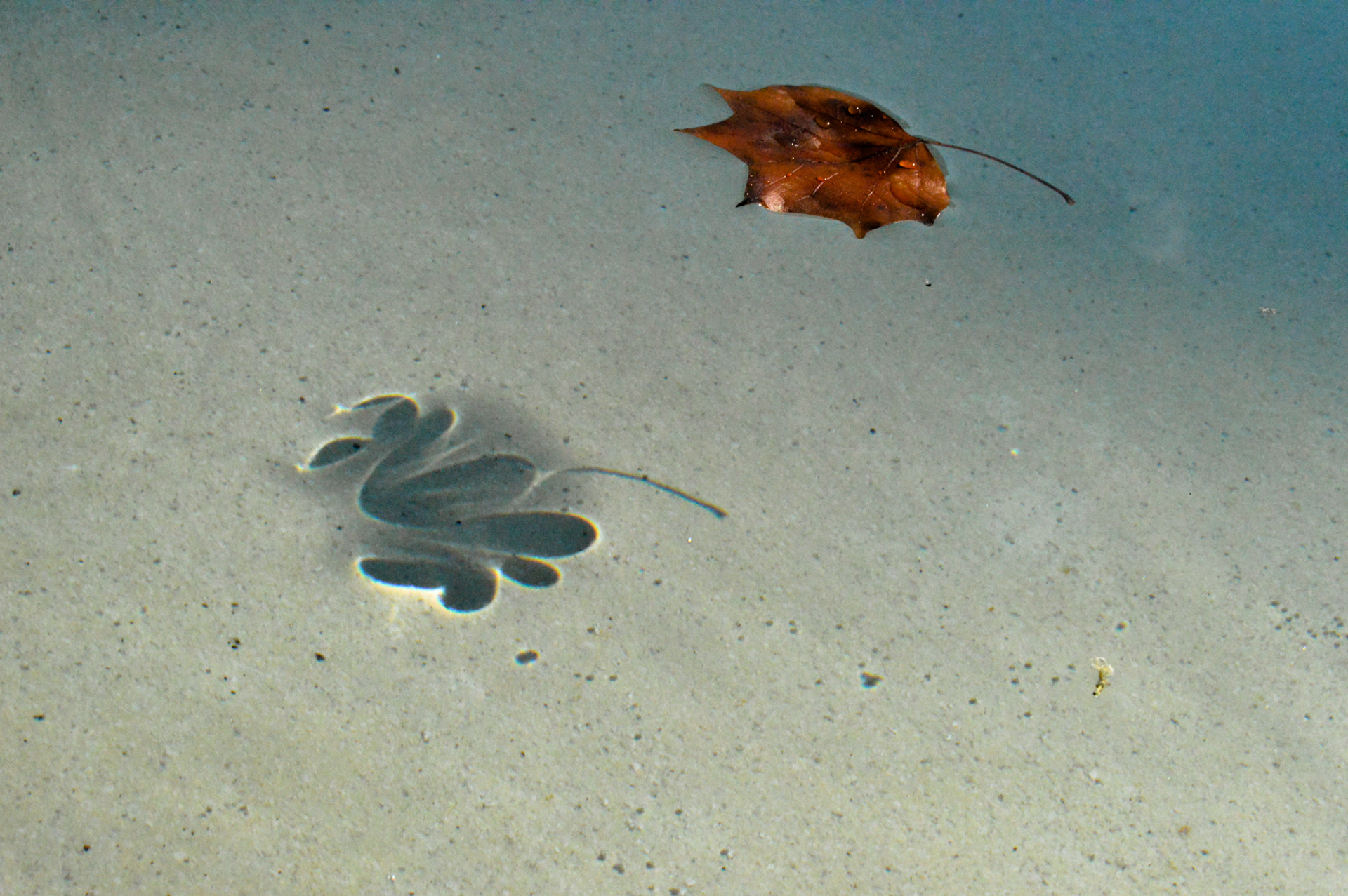 Leaf in the Pool / Atlanta, Georgia