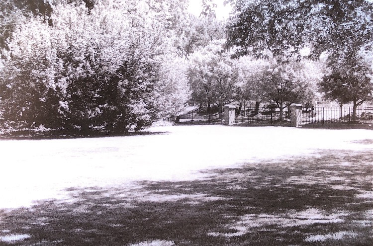 Summer Shade / Atlanta, Georgia