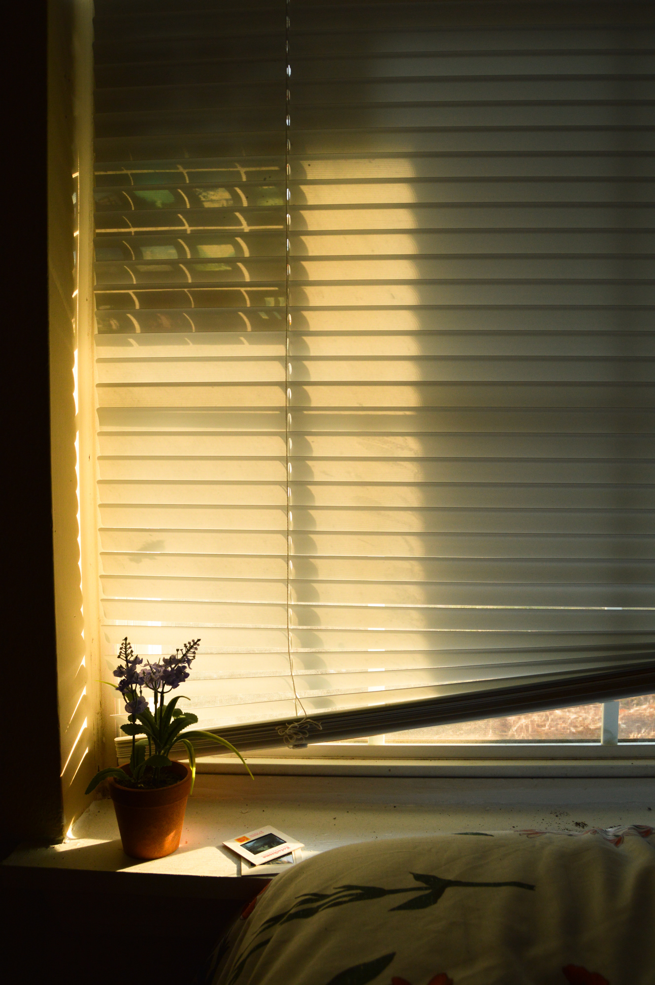 Golden Hour / Athens, Georgia