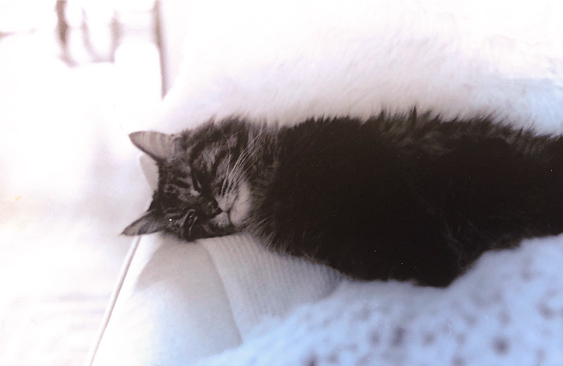 Tiger / Atlanta, Georgia