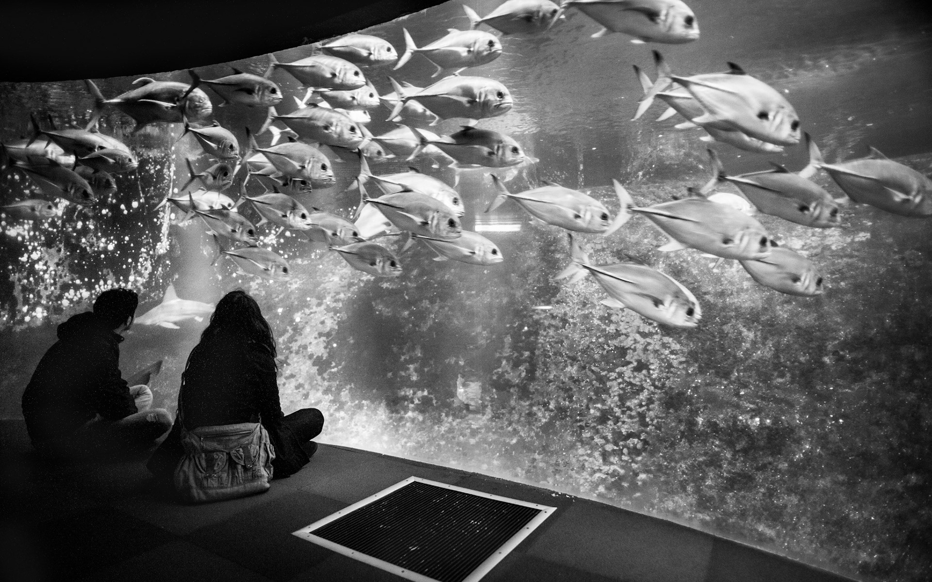 Nausicaa à Boulogne sur mer