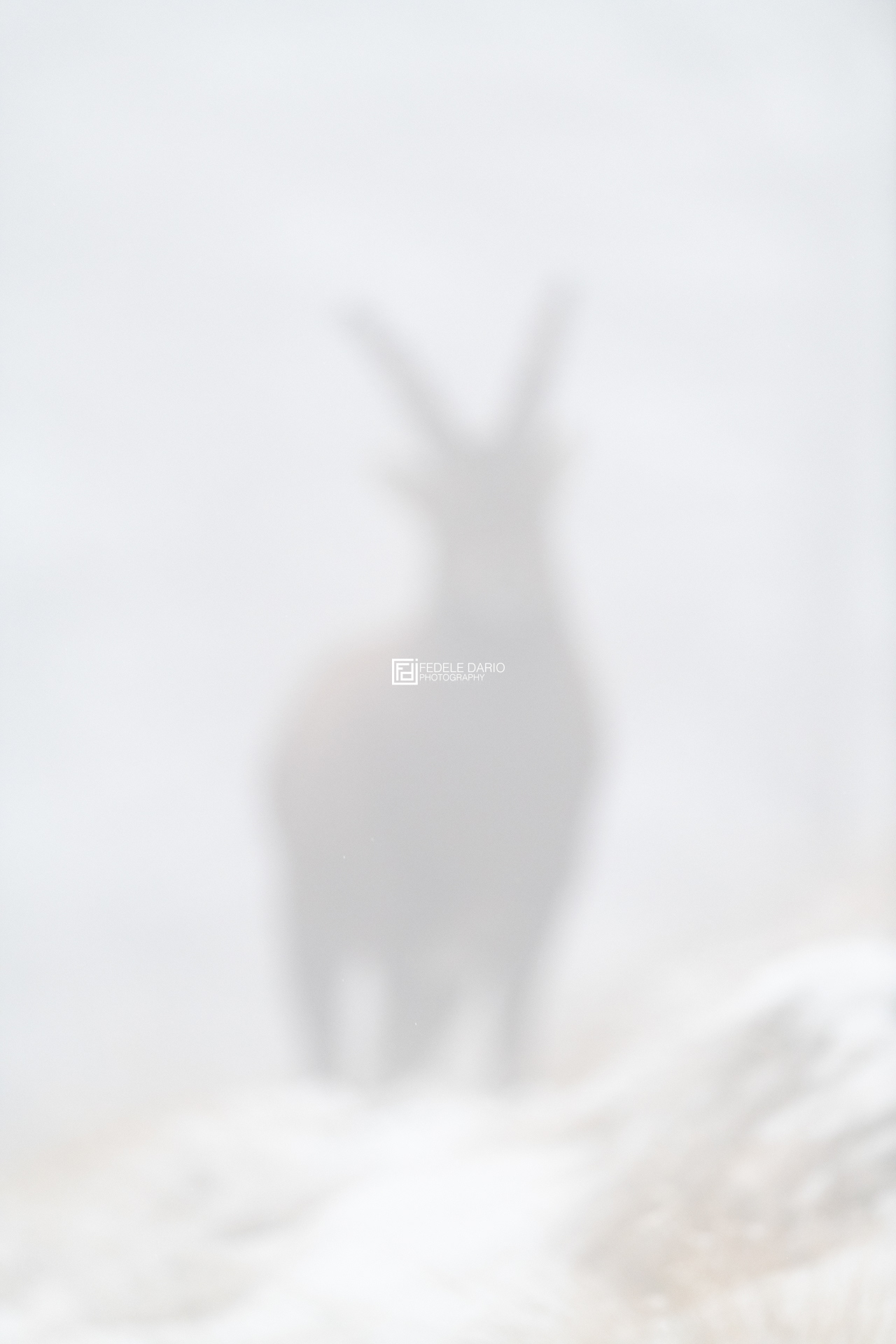 Dario Fedele Fotografo naturalista Bolzano Alto Adige Italia