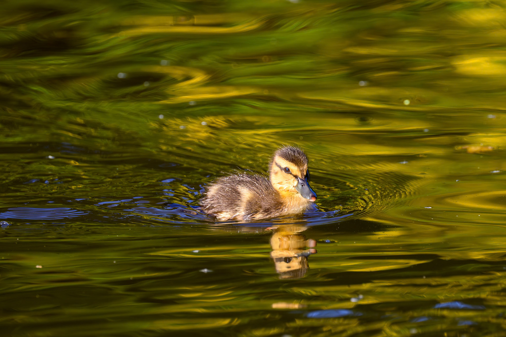 On Golden Pond