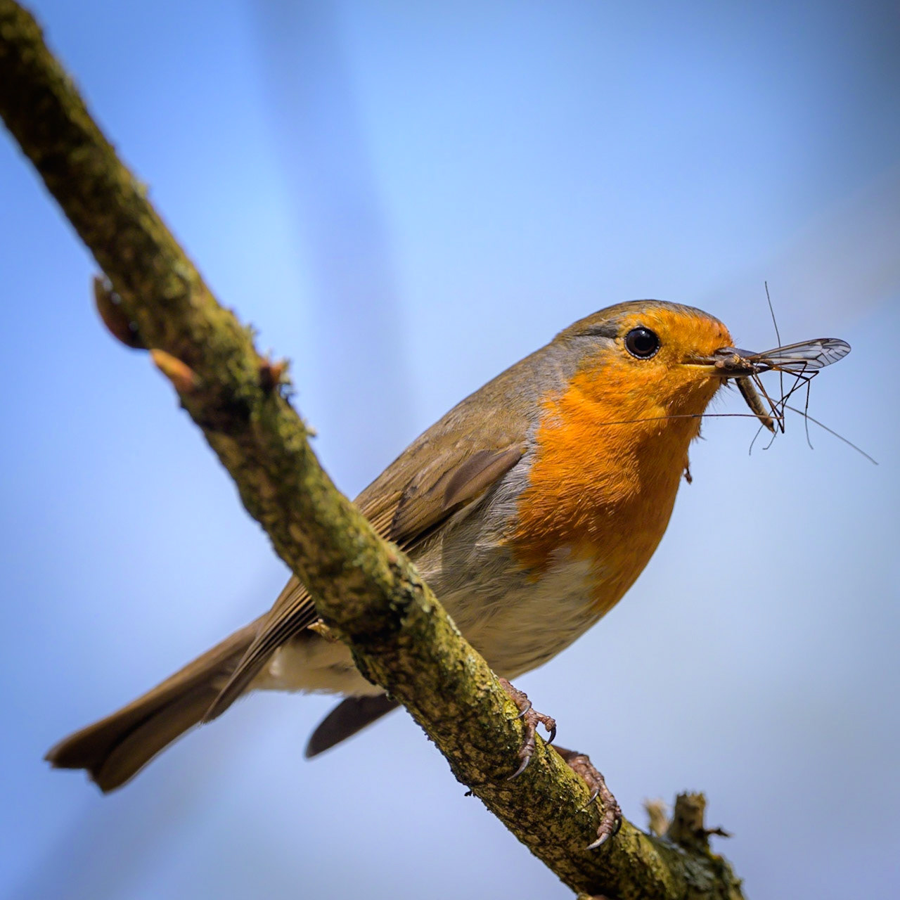 A red-breasted robin with a bug in its beak.