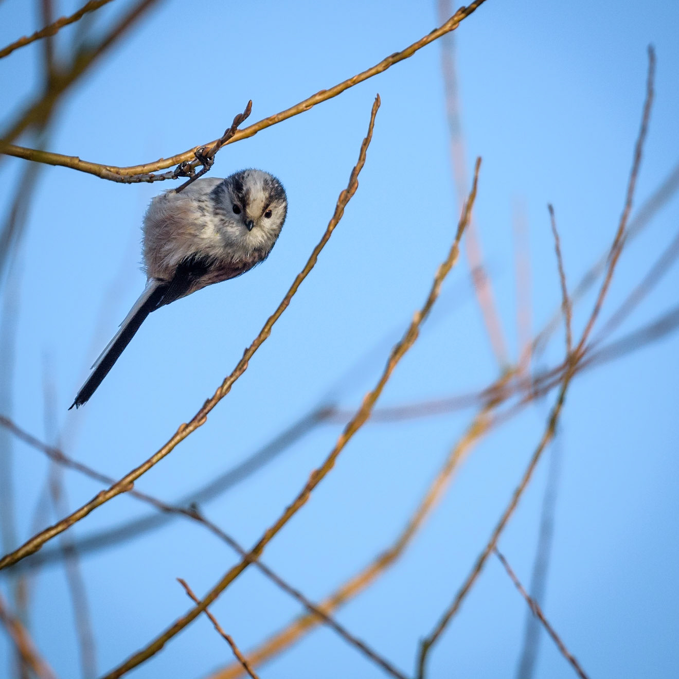 A long-tailed Tit staring at the camera