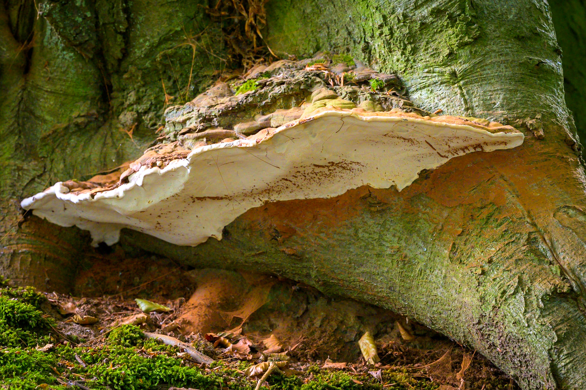 Southern Bracket Fungus