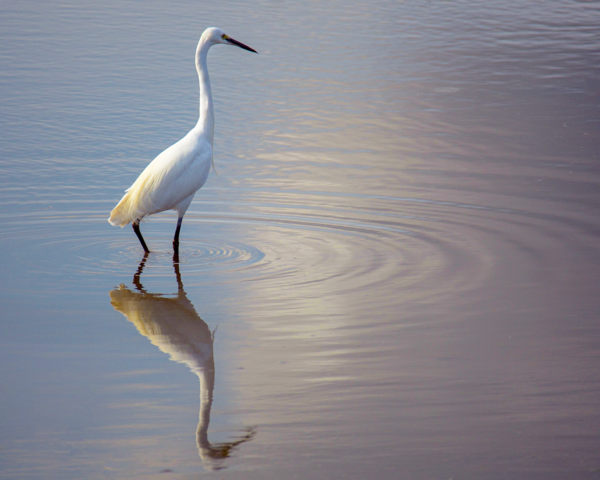 A Little Egret stood in the ripples of water, with reflection