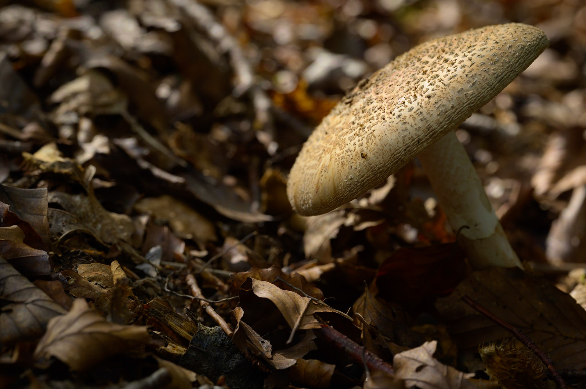 Autumn Mushroom