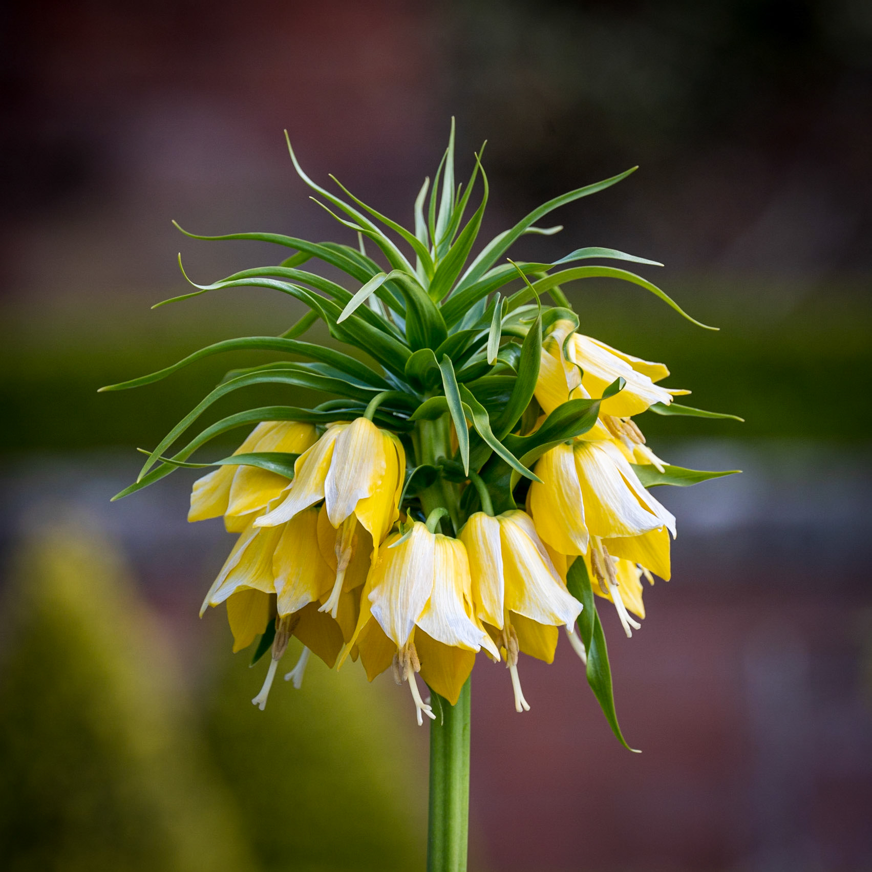 Fritillaria imperialis 'Lutea'