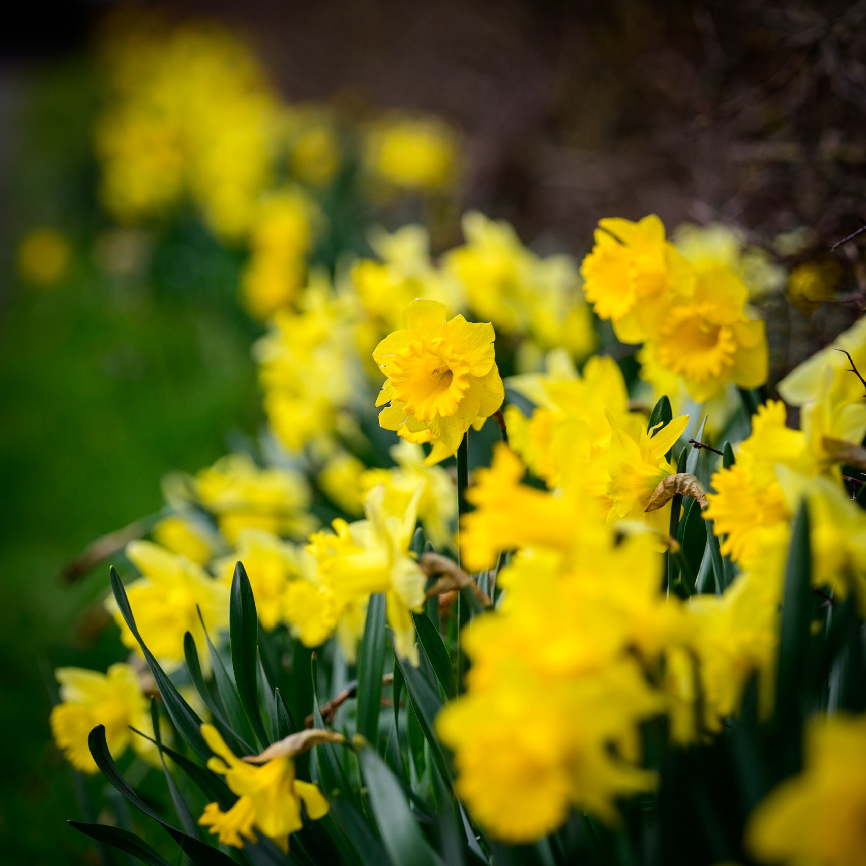Daffodils in Spring